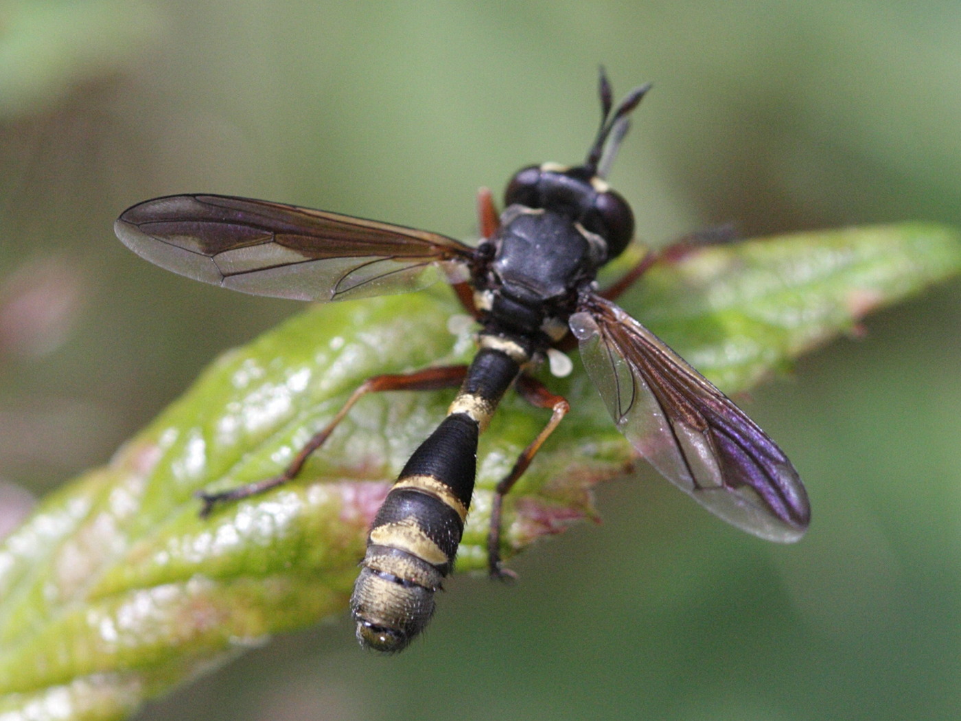 physocephala_rufipes2bd