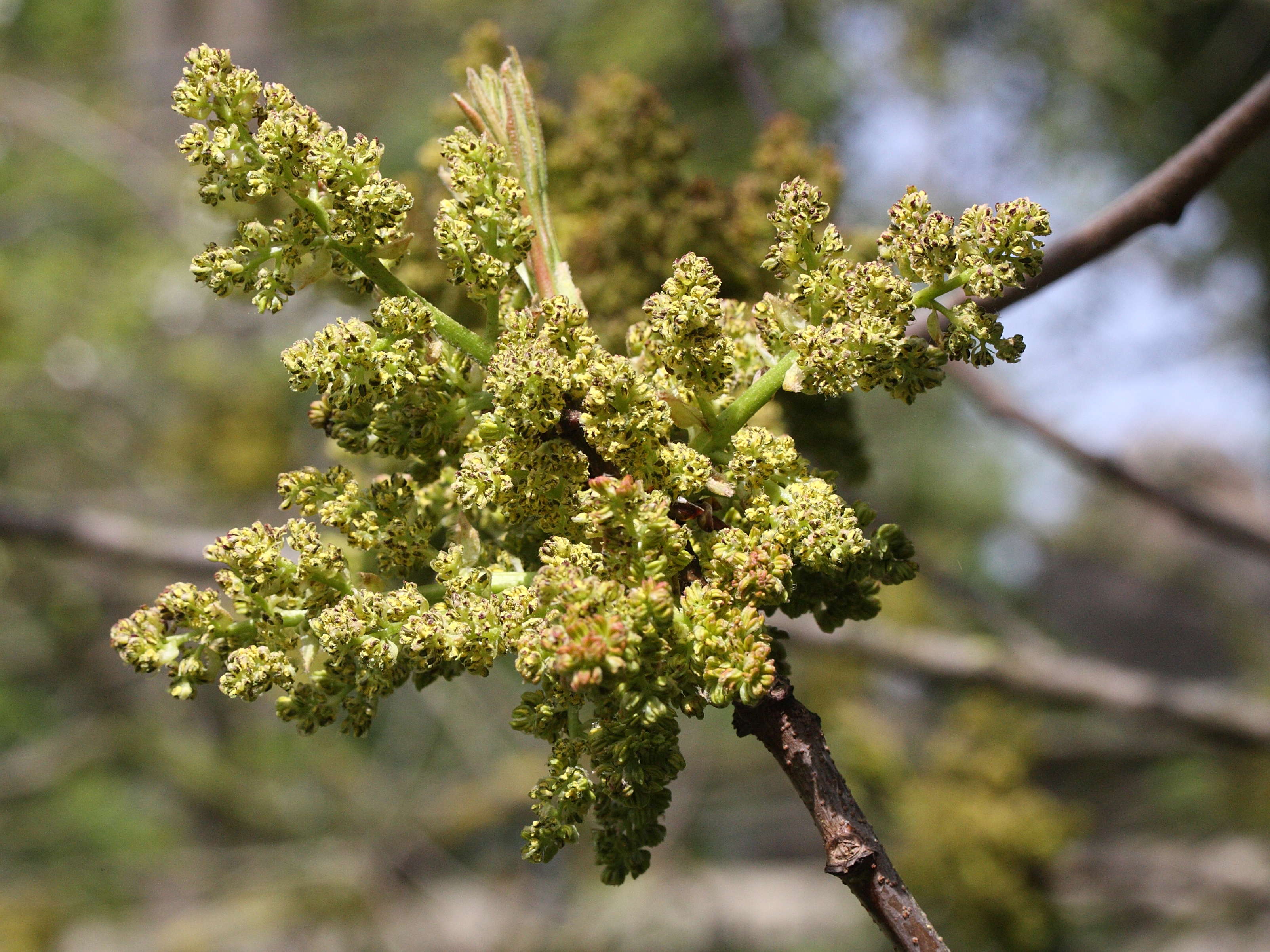 Afficher le média pistacia_vera4md pistacia_vera4md