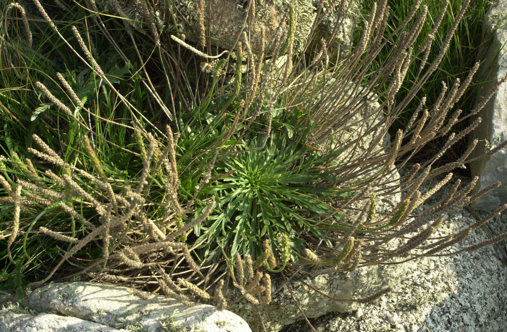 plantago_coronopus2bd