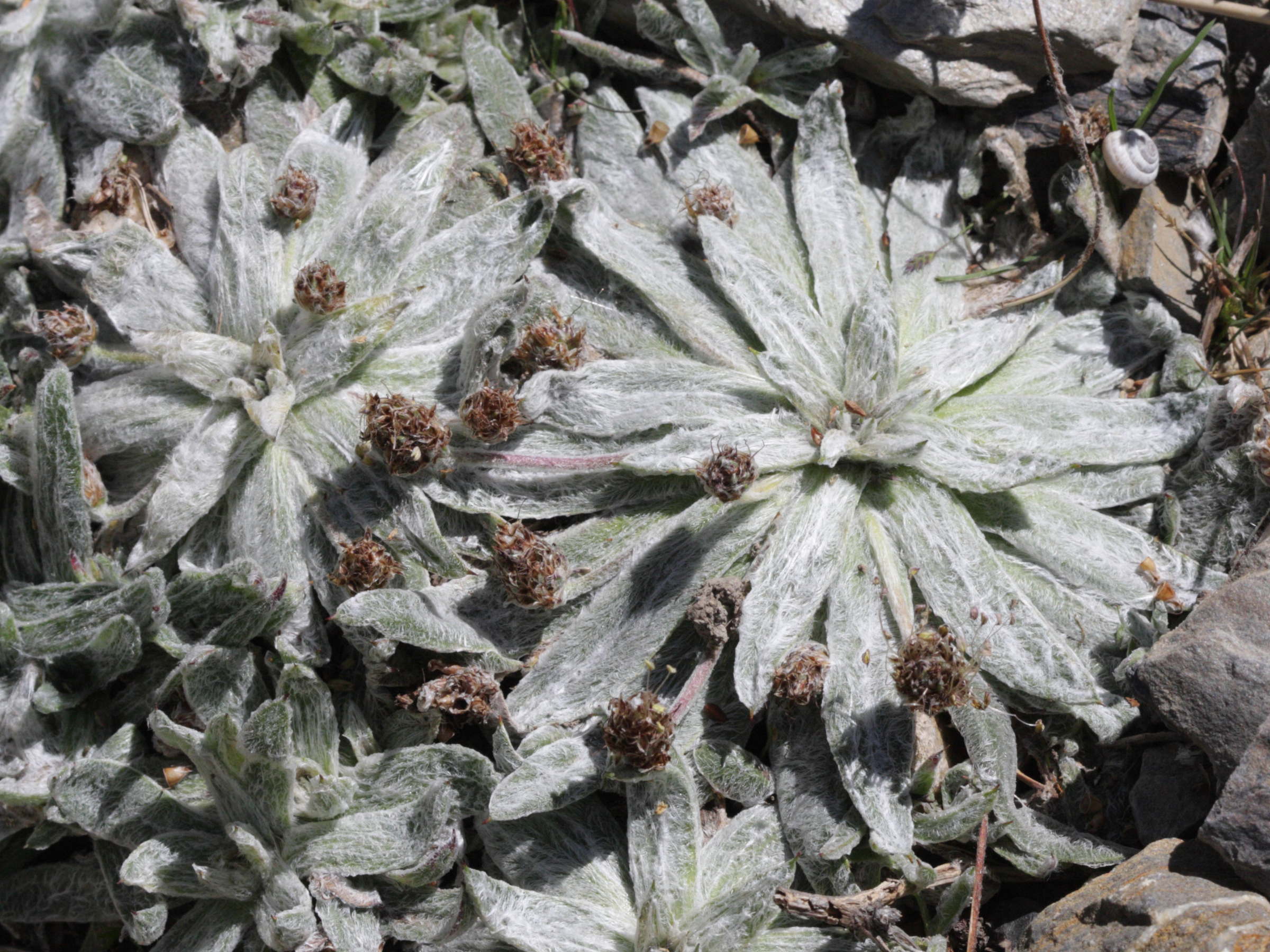 plantago_monosperma2bd