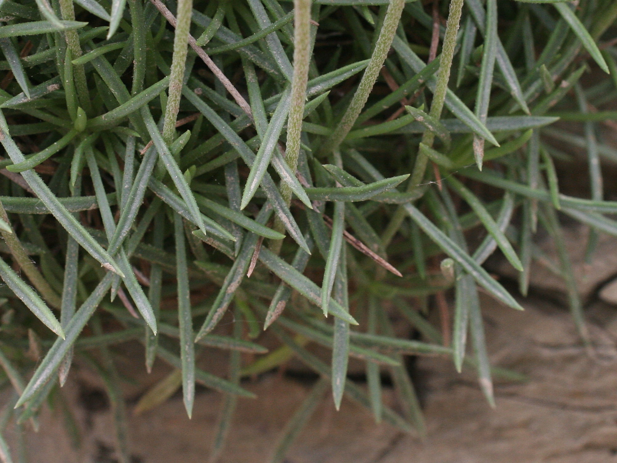 plantago_subulata2md