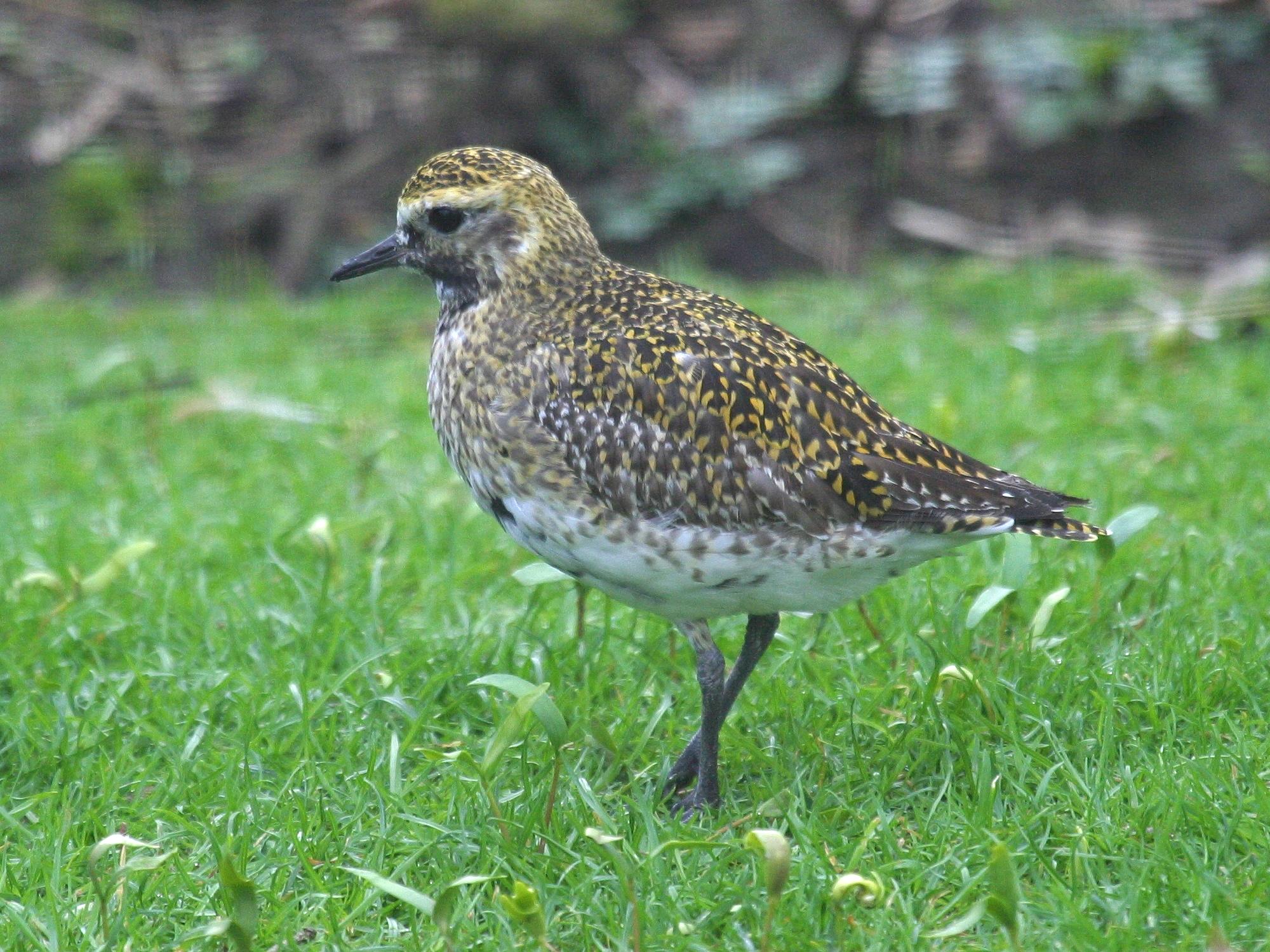 pluvier_dore_-_pluvialis_apricaria1bd