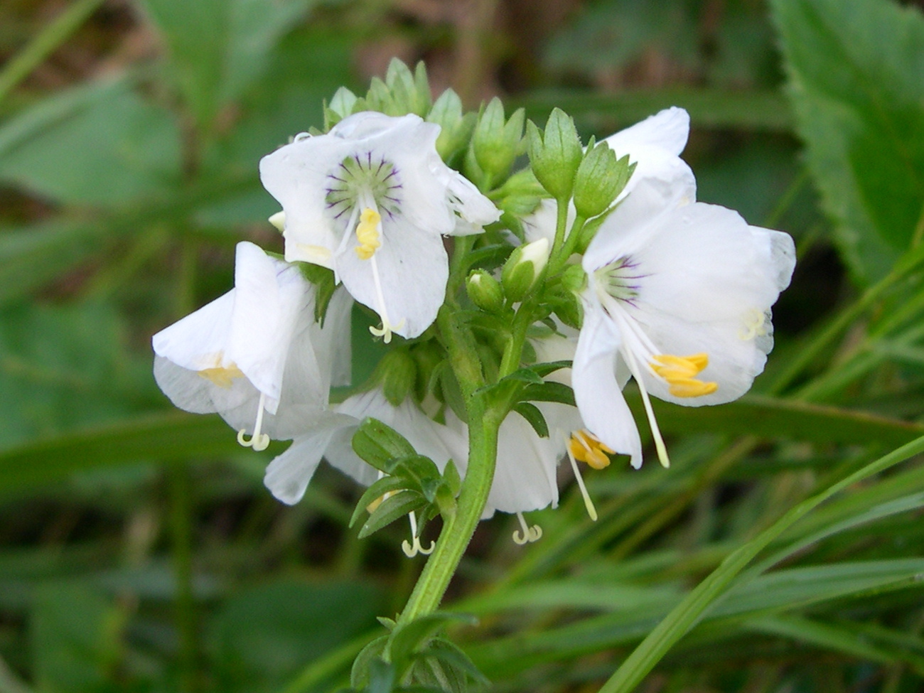 Afficher le média polemonium_caeruleum6md polemonium_caeruleum6md
