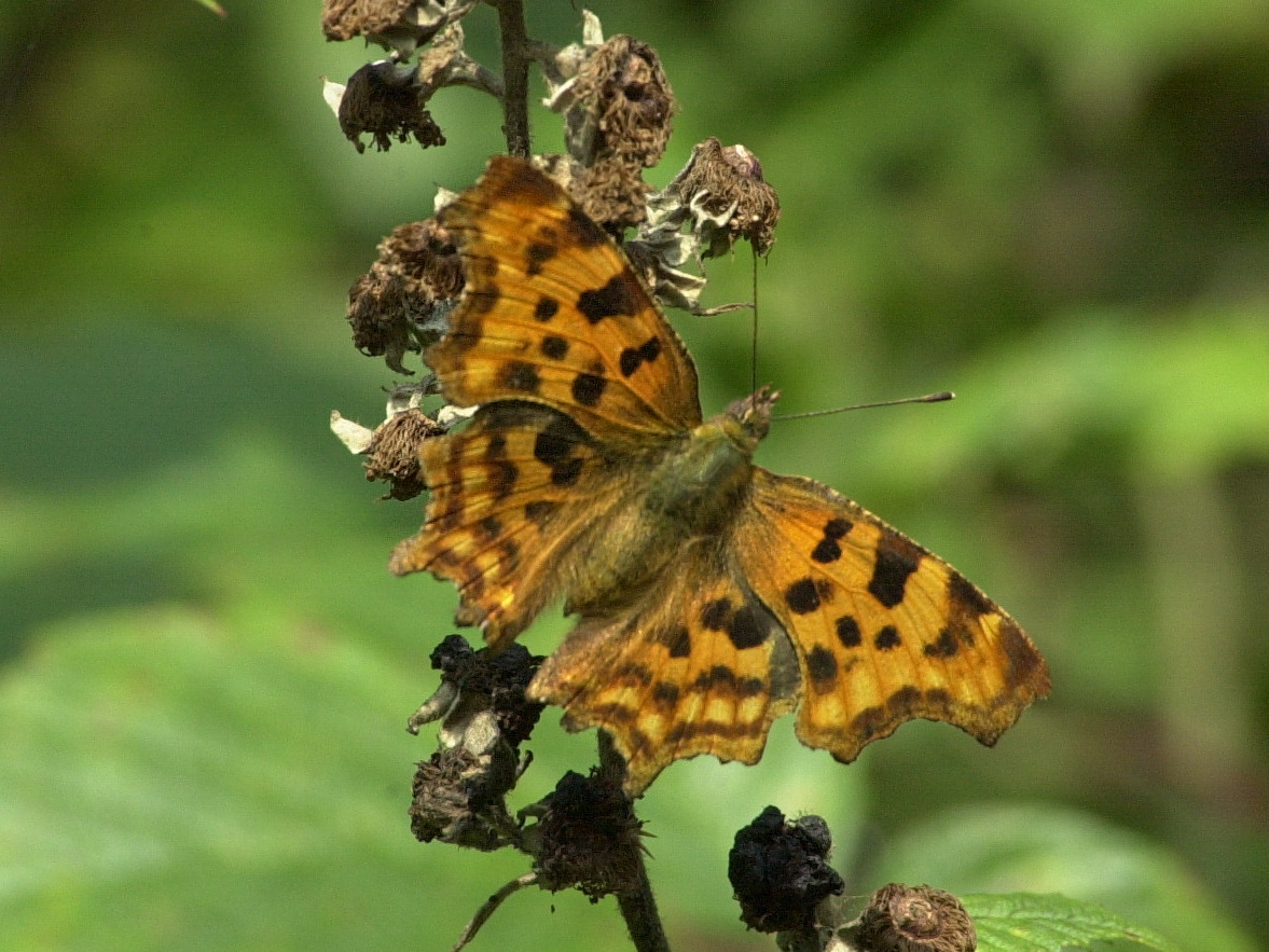 polygonia_c-album1md