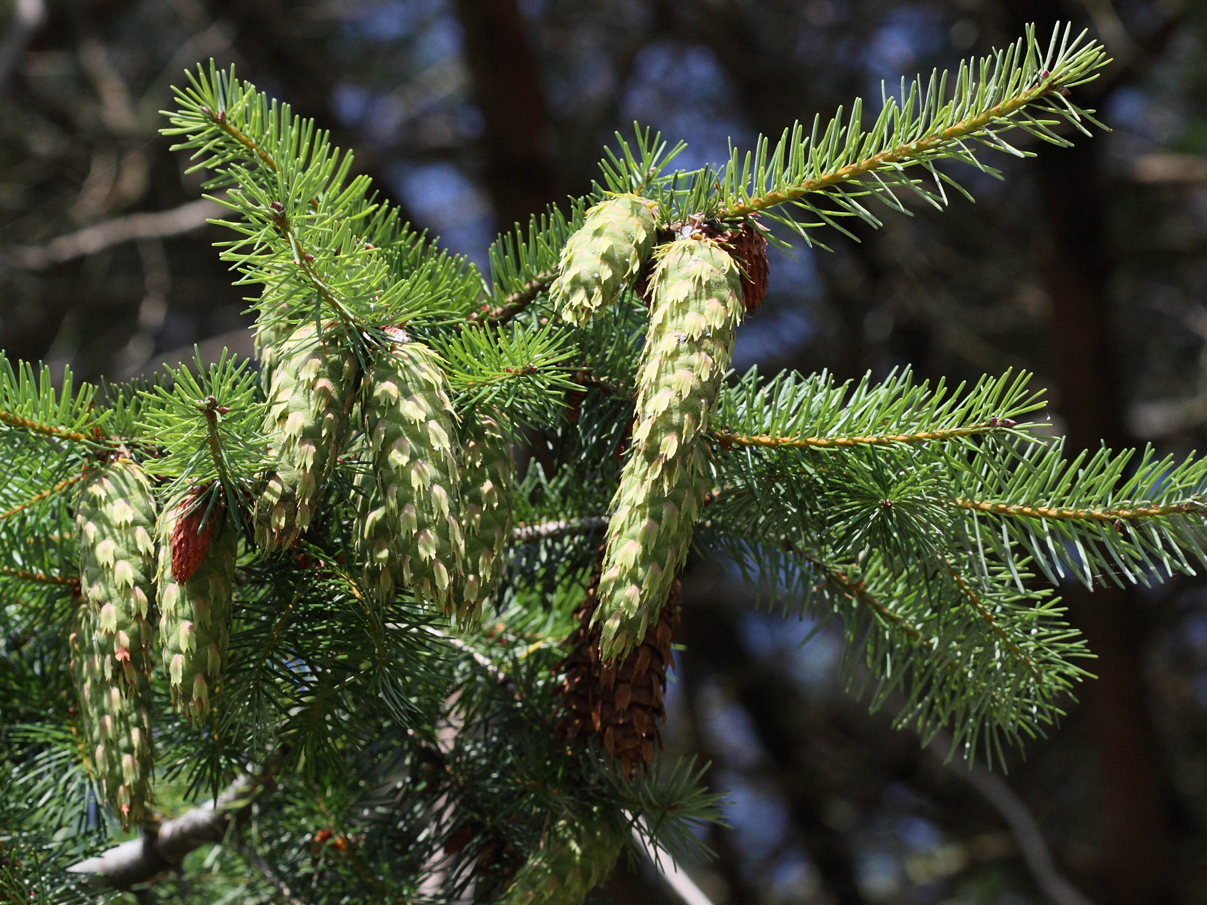 Afficher le média Pseudotsuga_menziesii Pseudotsuga_menziesii
