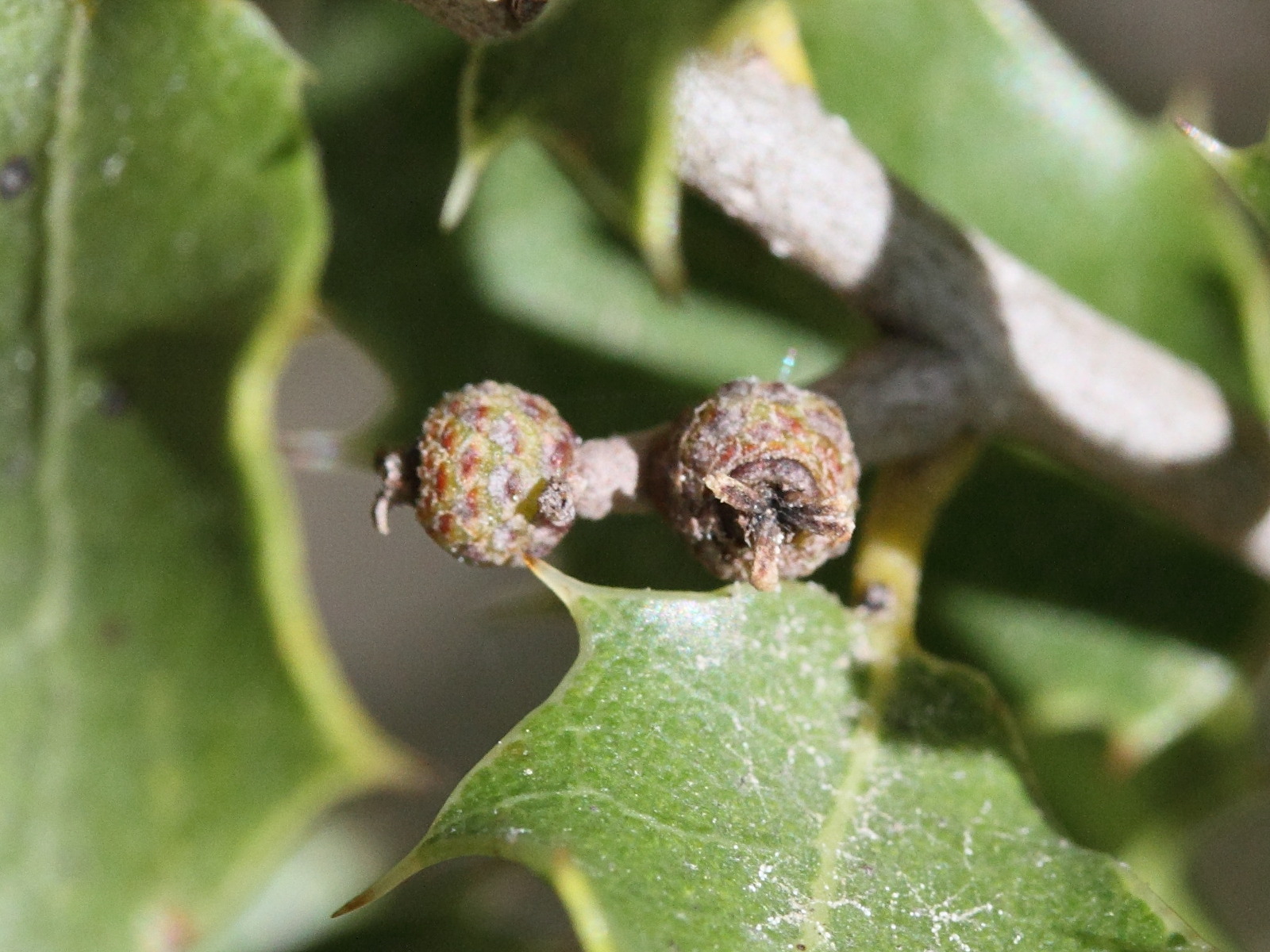 quercus_coccifera4md