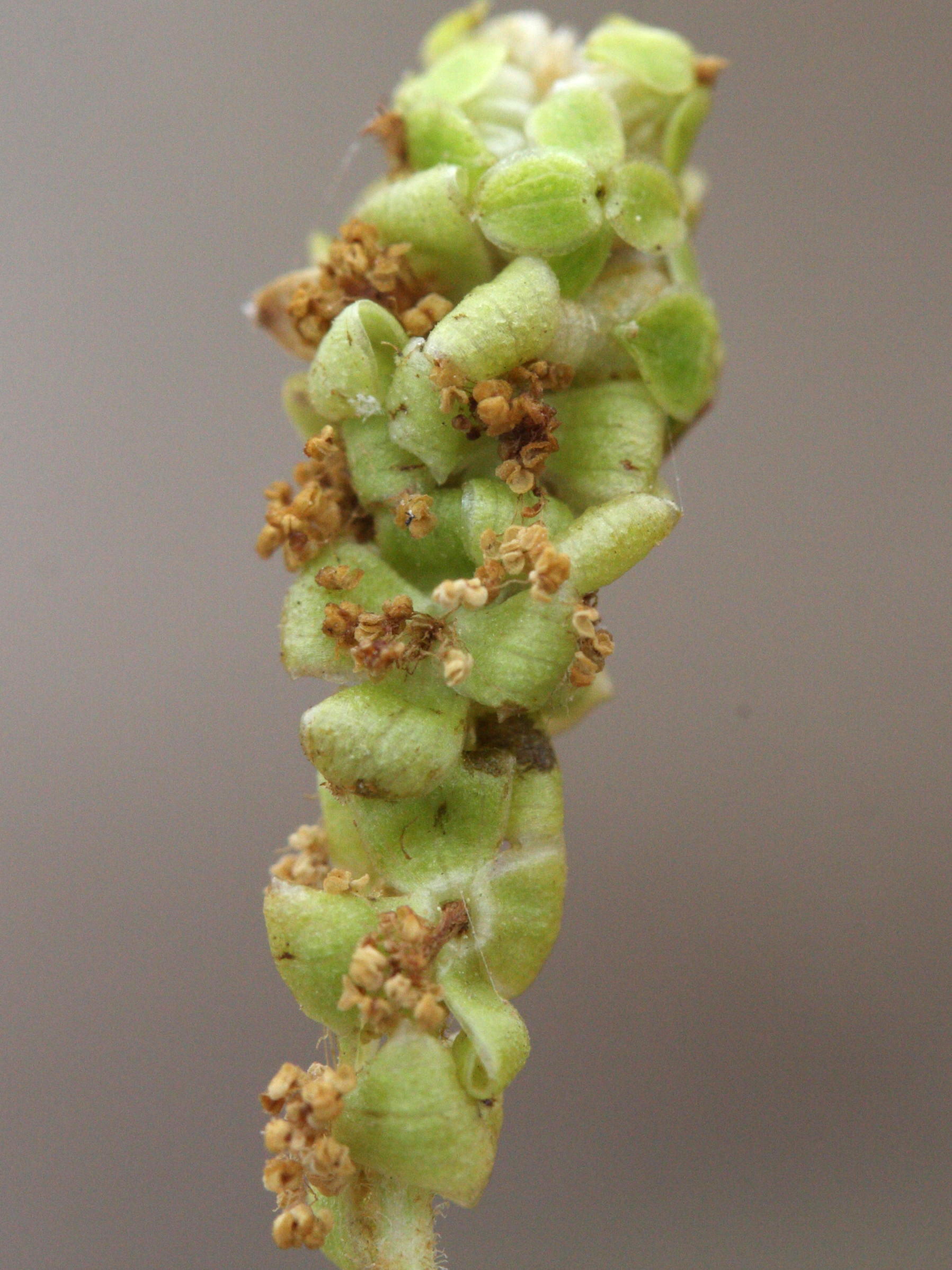 sarcopoterium_spinosum3md