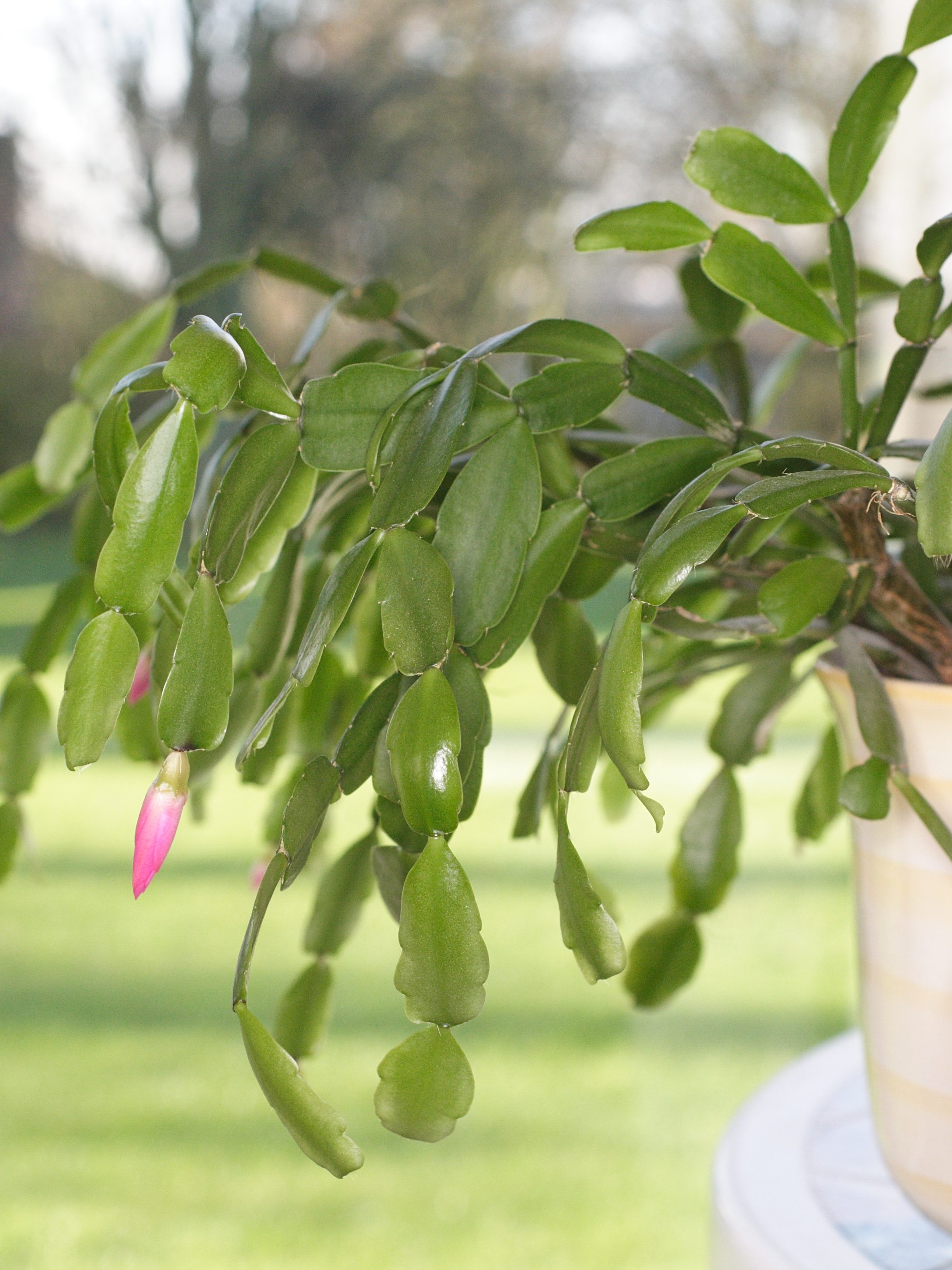 Afficher le média schlumbergera_truncata1md schlumbergera_truncata1md