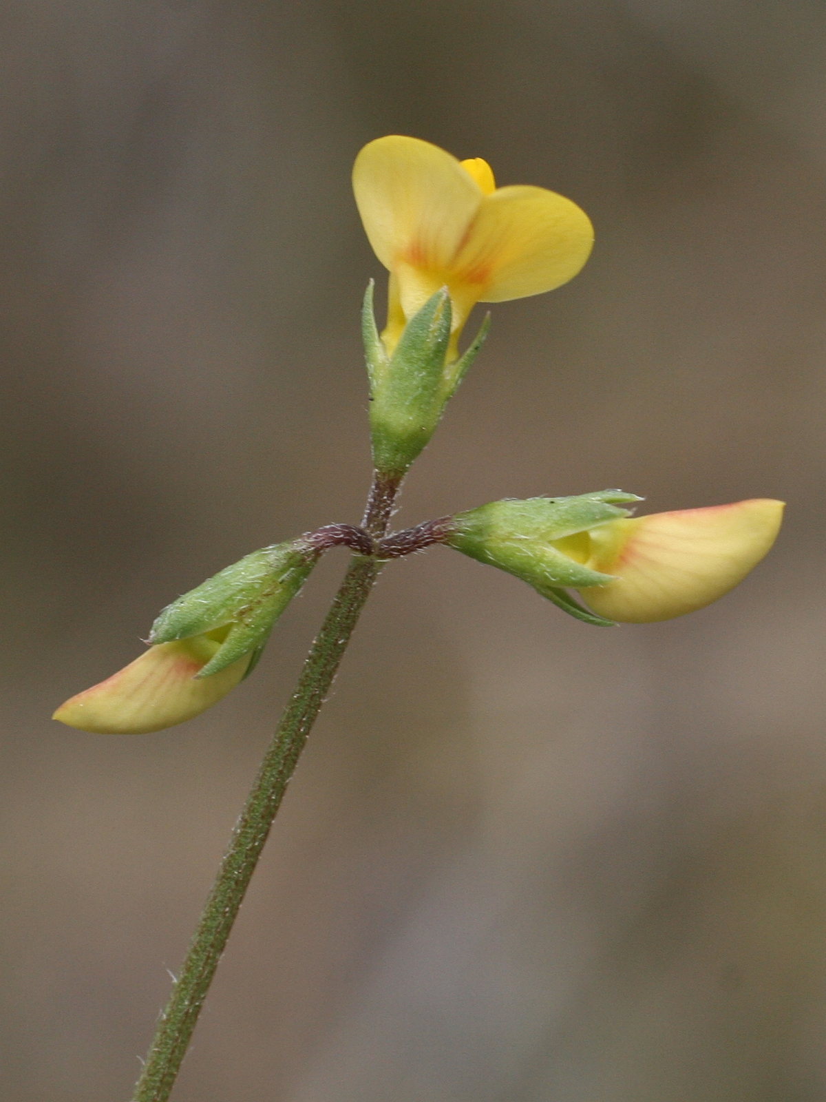 scorpiurus_muricatus2md