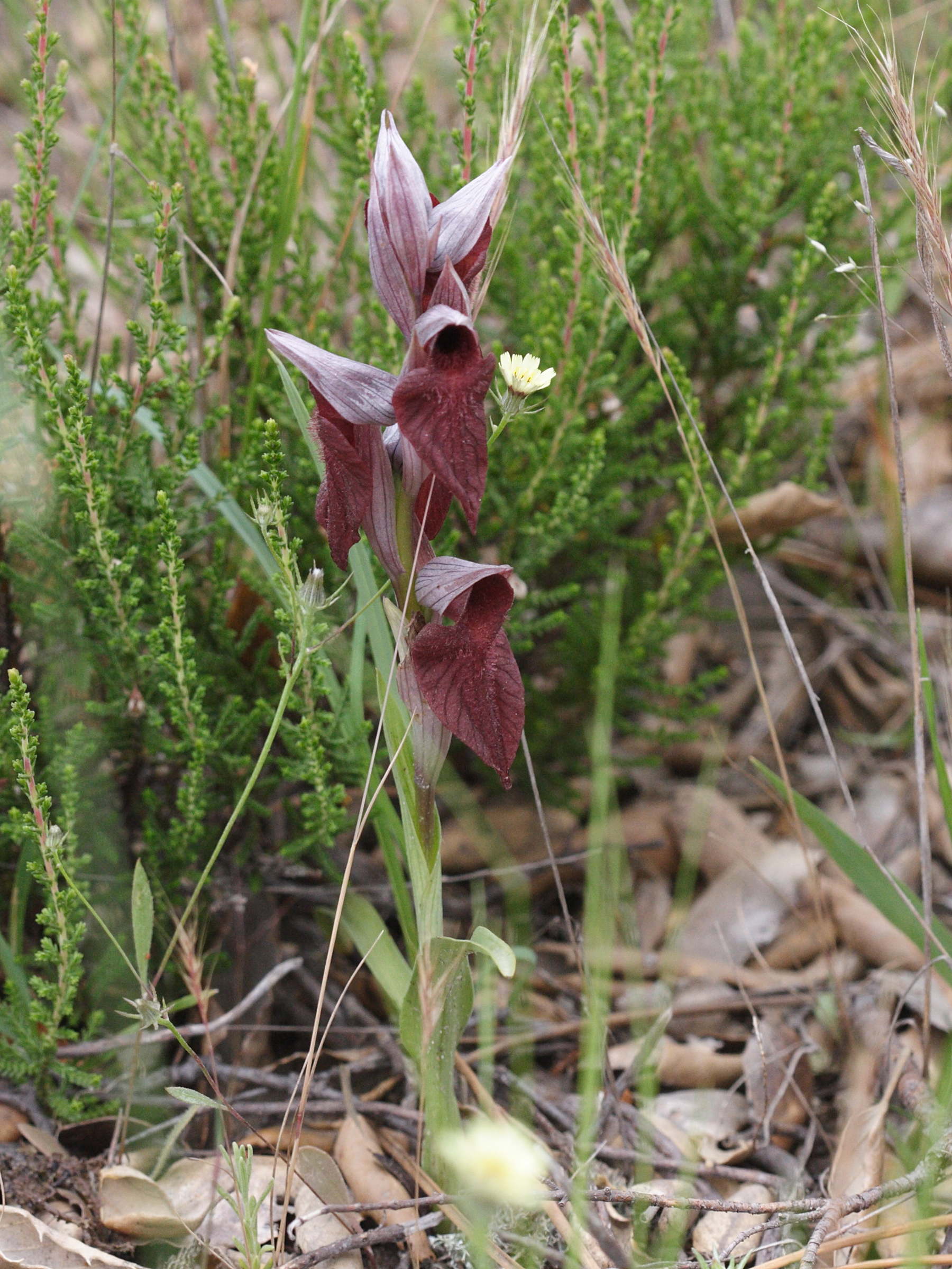 serapias_cordigera2md