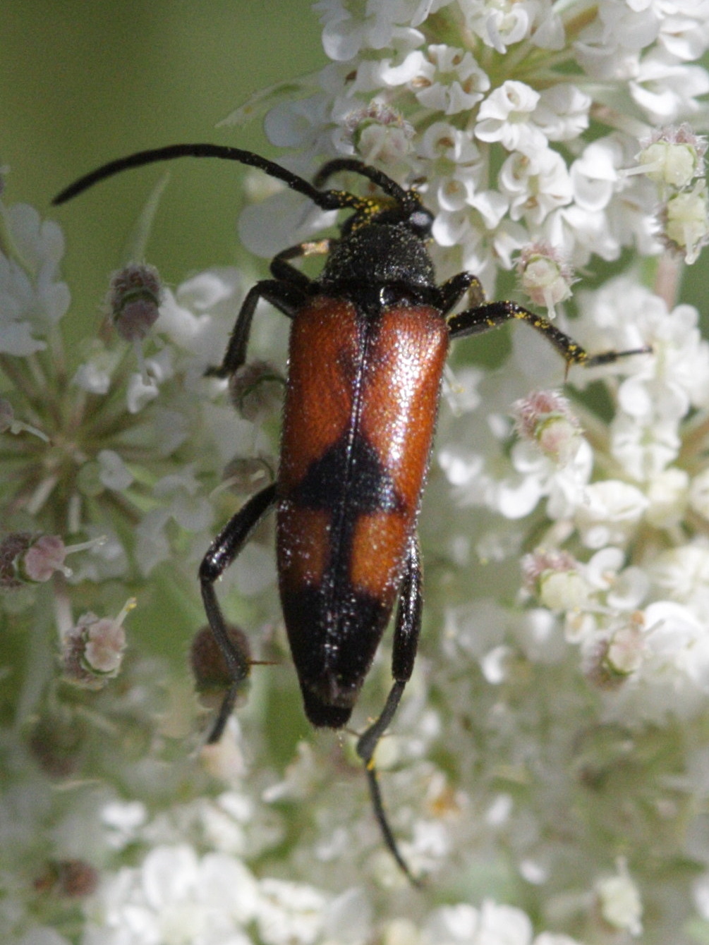 stenurella_bifasciata2bd