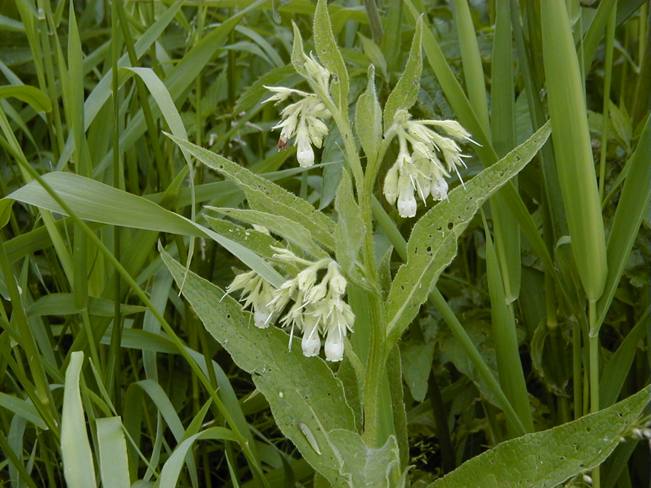 symphytum_officinale2md