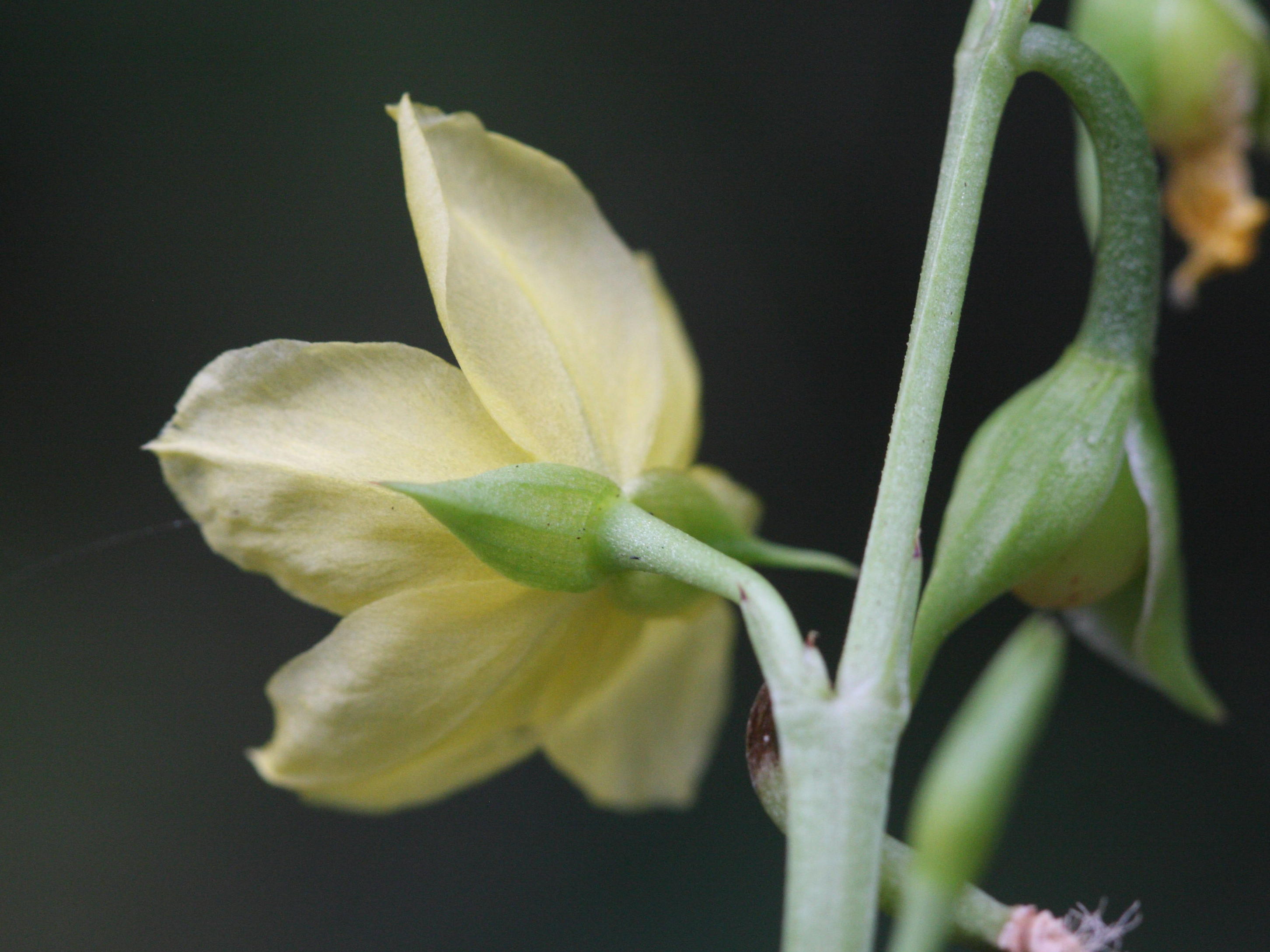 talinum_fruticosum3md