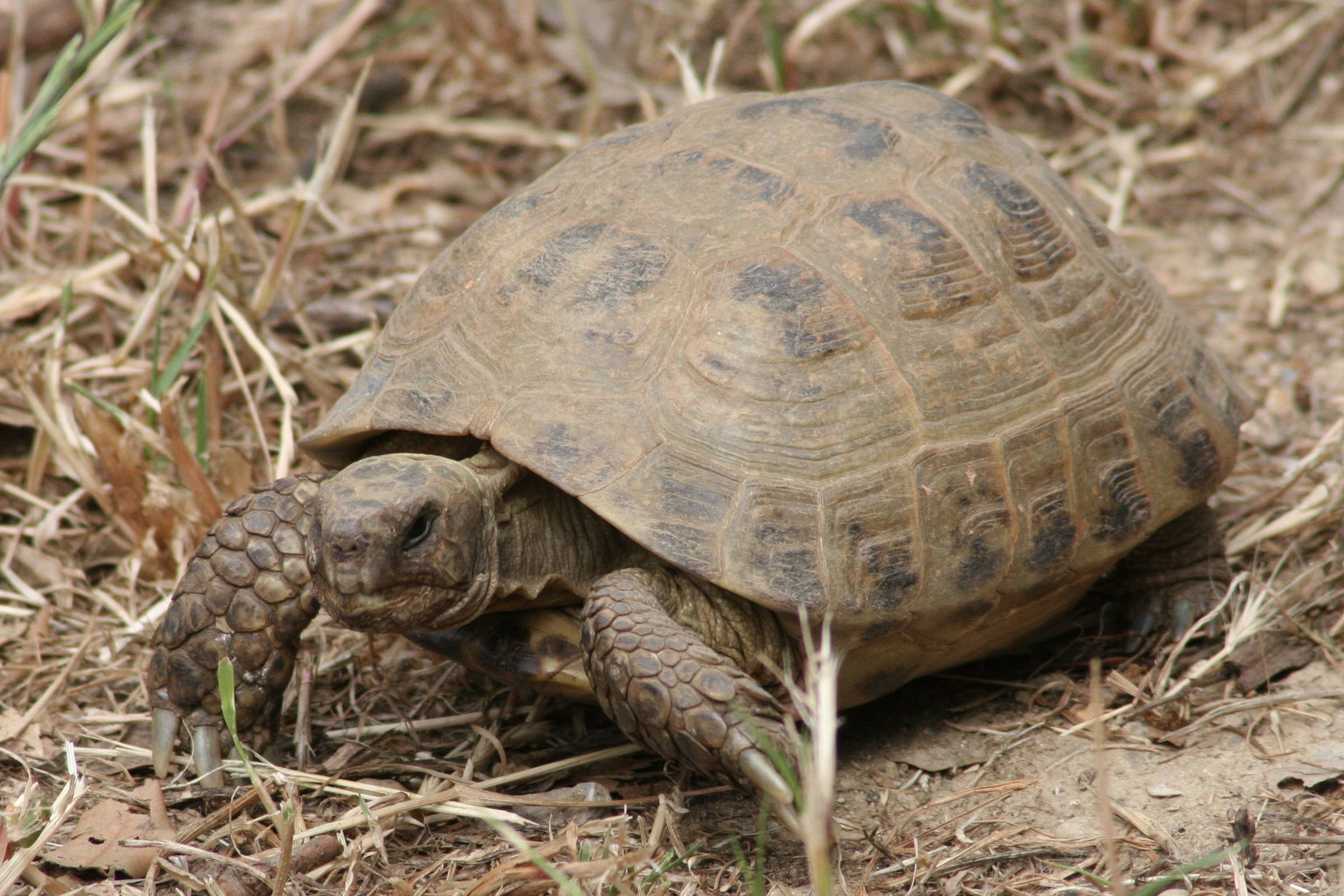 testudo_horsfieldii2amd