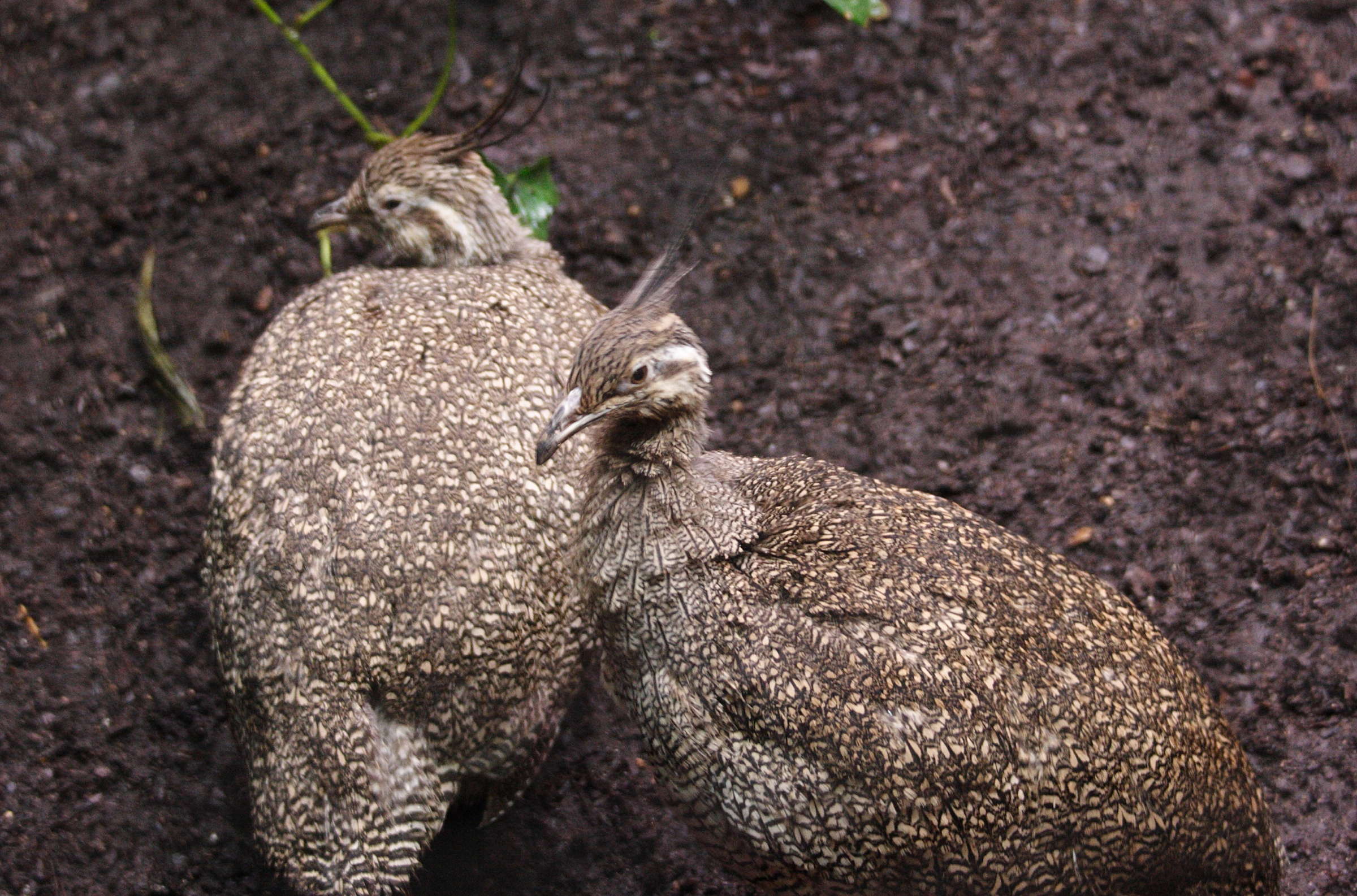 tinamou_elegant_-_eudromia_elegans1md