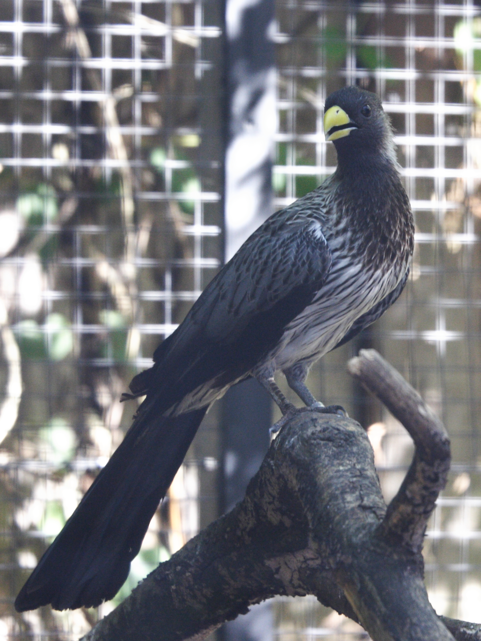 touraco_gris_-_crinifer_piscator2md