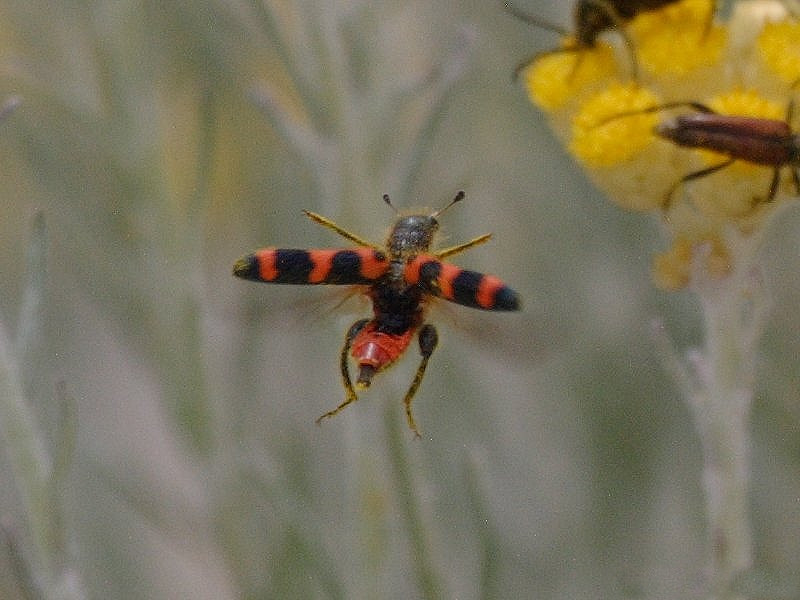 trichodes_apiarius5bd