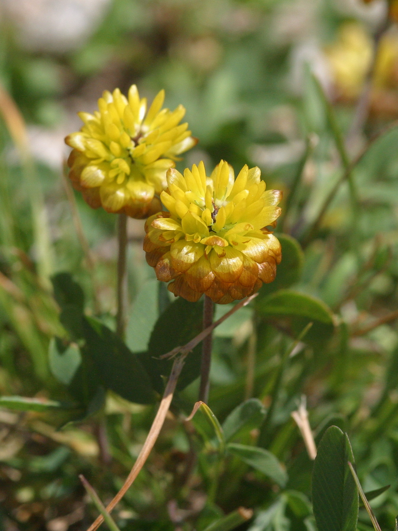 Afficher le média trifolium_badium2md trifolium_badium2md