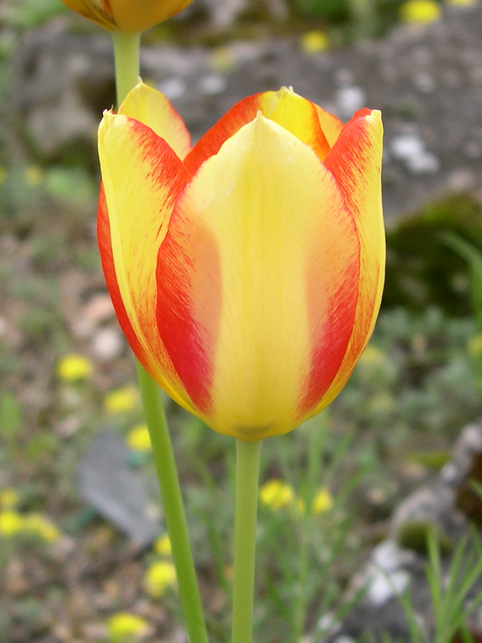 tulipa_gesneriana2md
