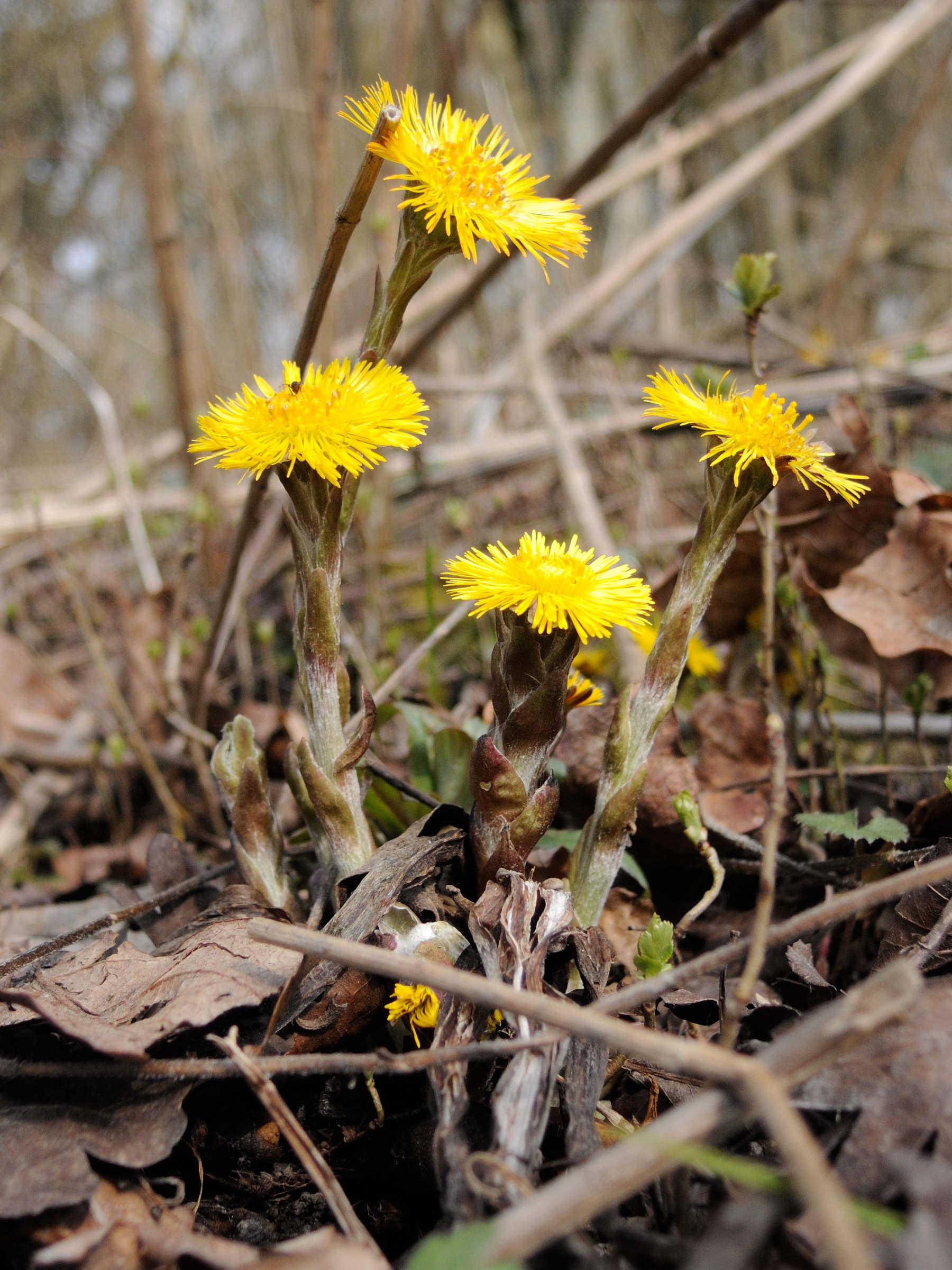 tussilago_farfara6md