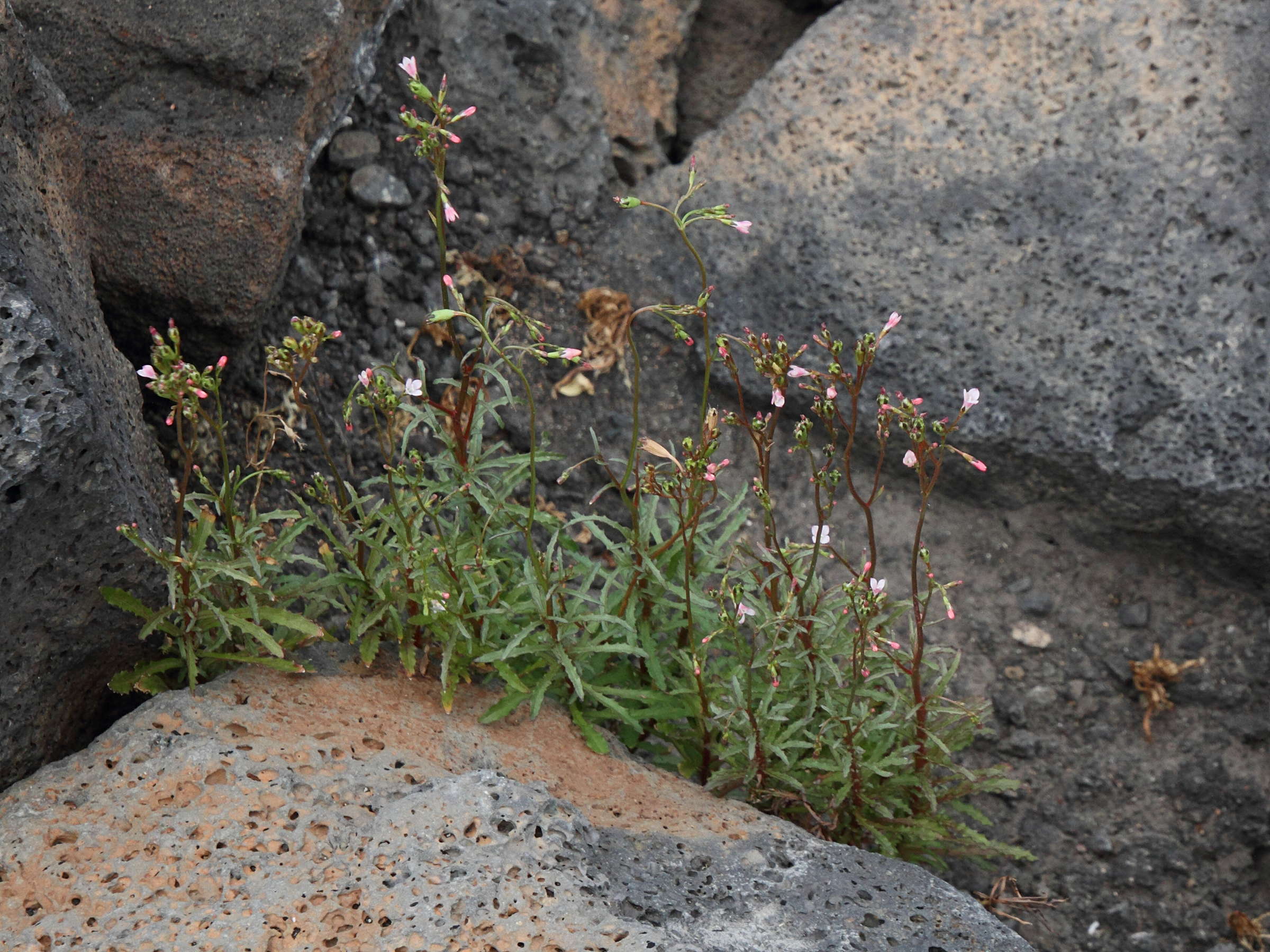 Afficher le média wahlenbergia_lobelioides1md wahlenbergia_lobelioides1md