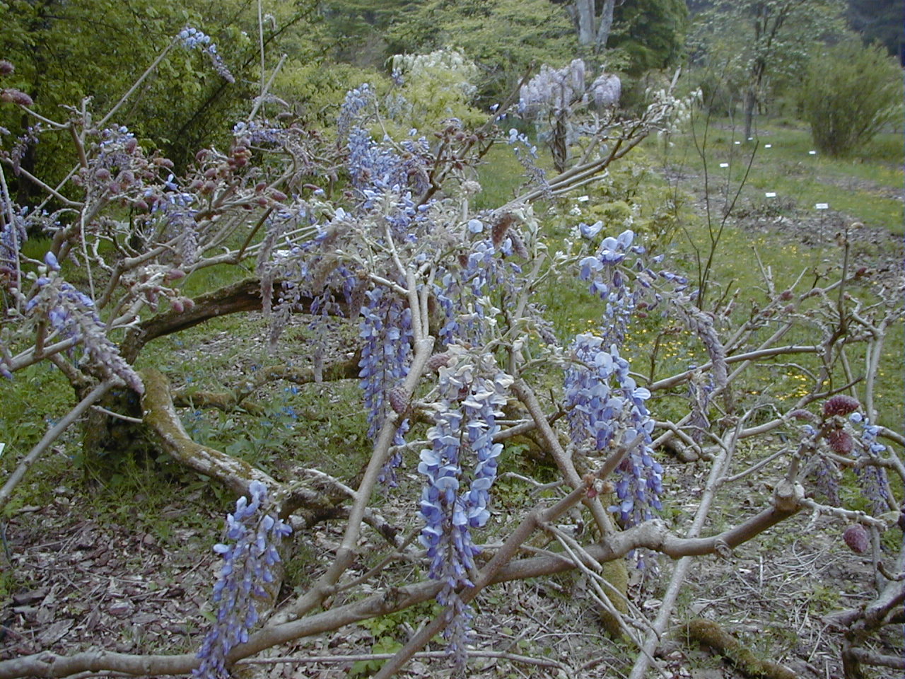 wisteria_sinensis1md