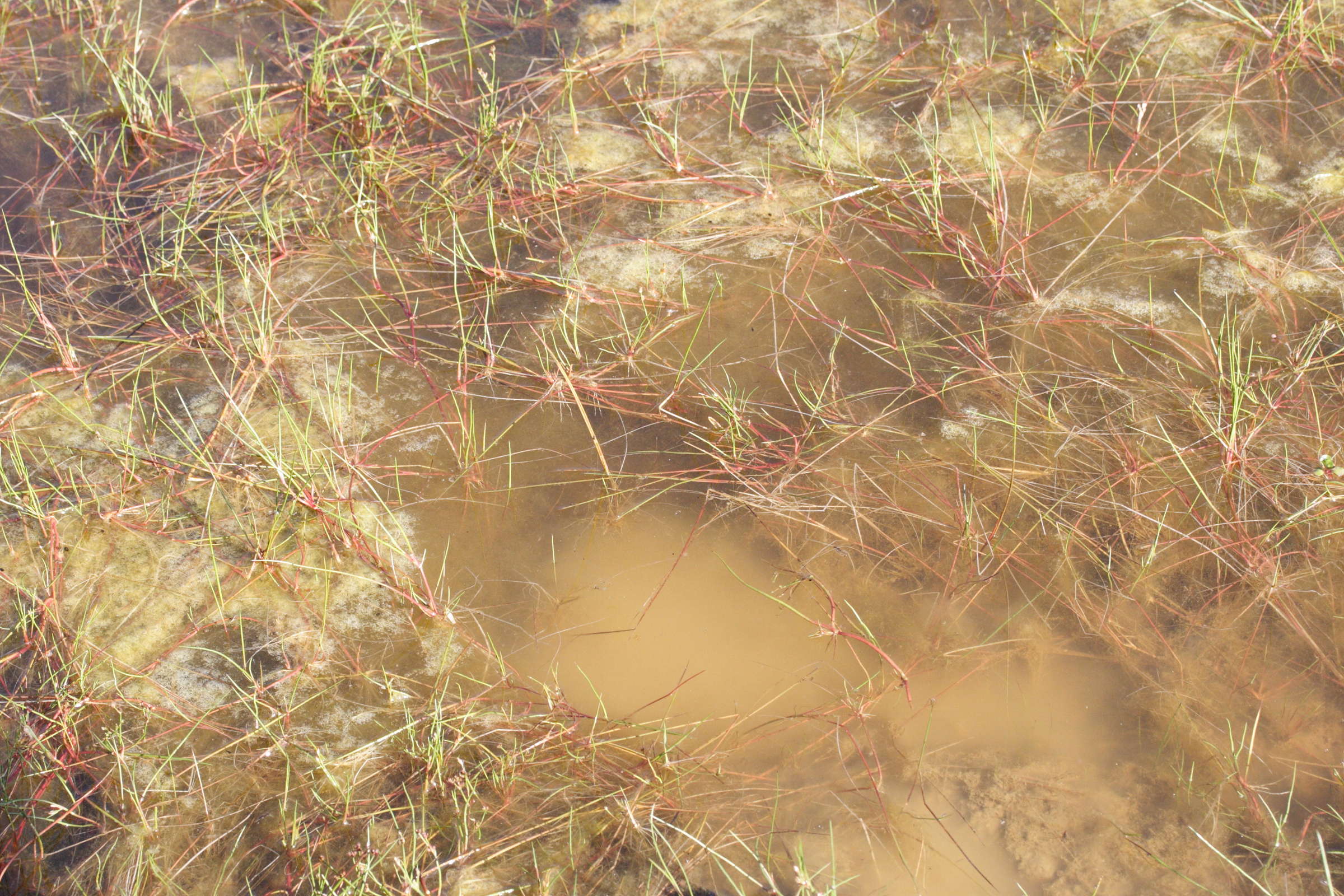 Afficher le média zannichellia_palustris4md zannichellia_palustris4md