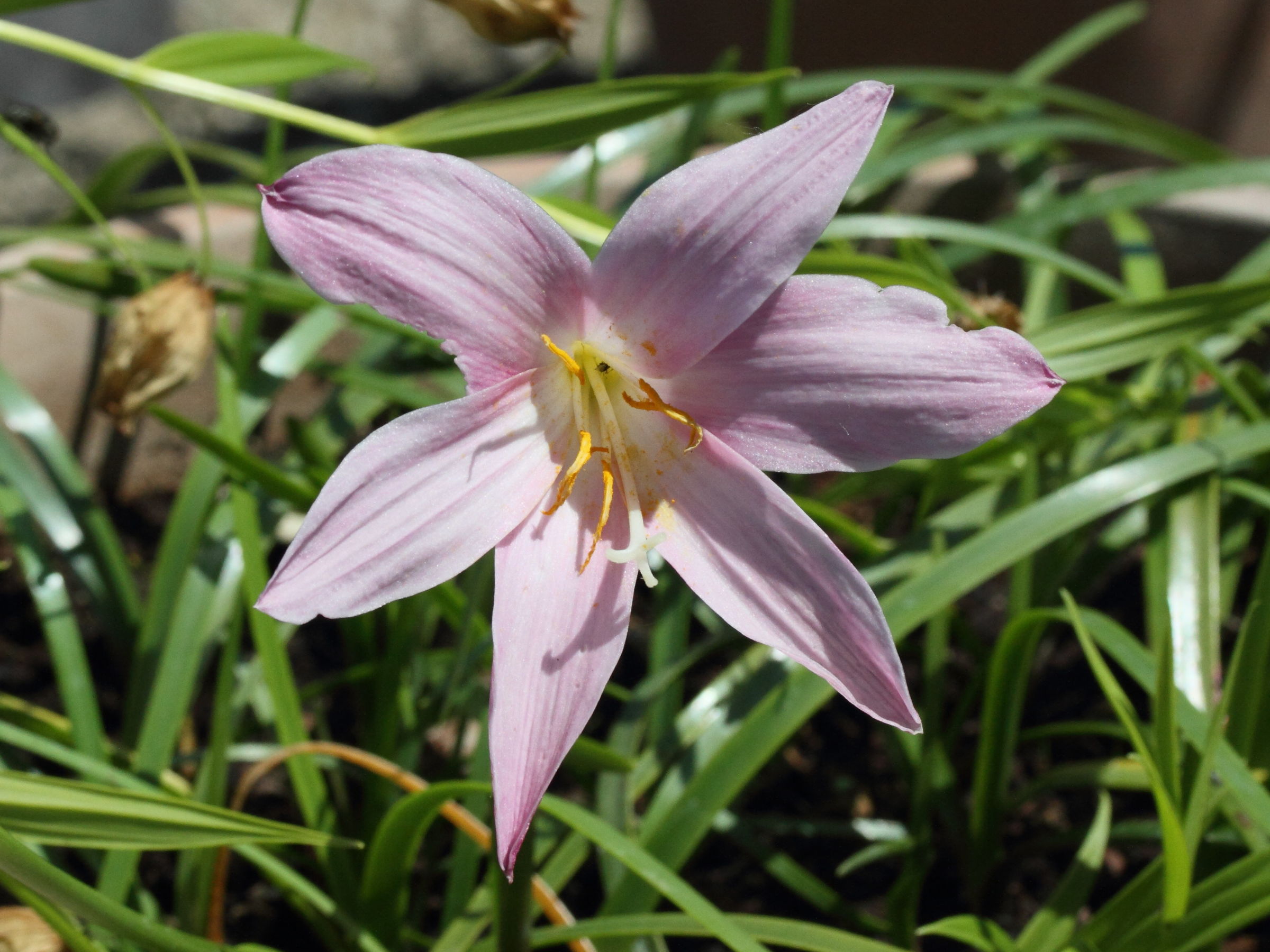 Afficher le média Zephyranthes_carinata Zephyranthes_carinata