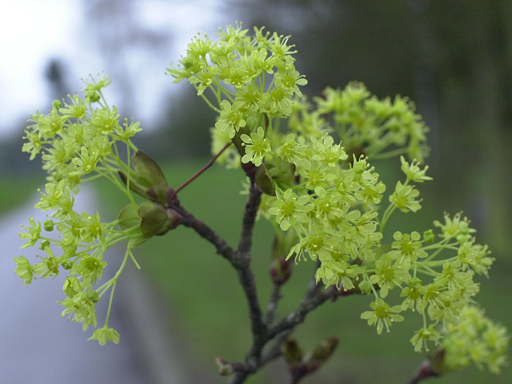 acer_platanoides2bmd