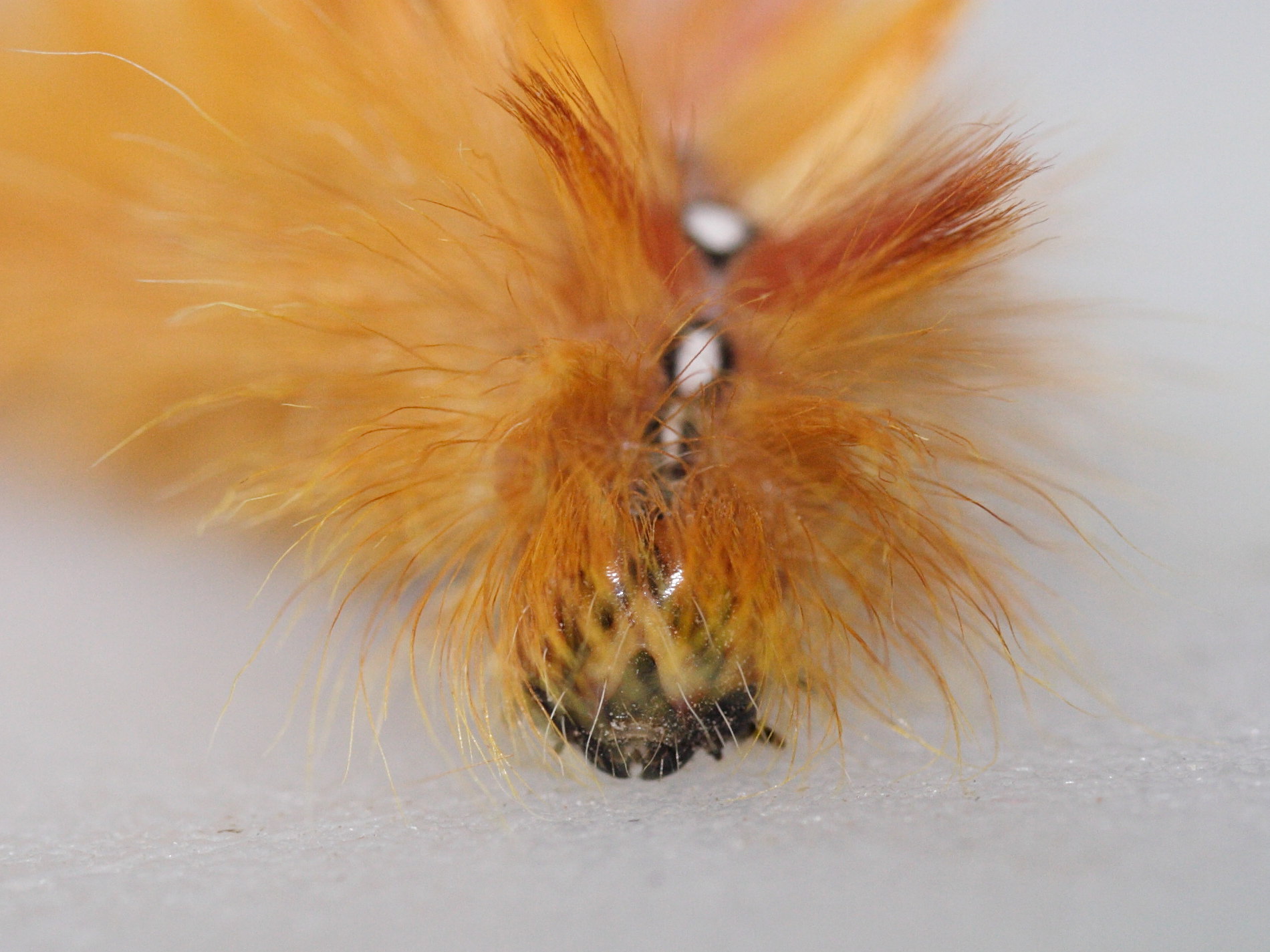 acronicta_aceris_ch3md