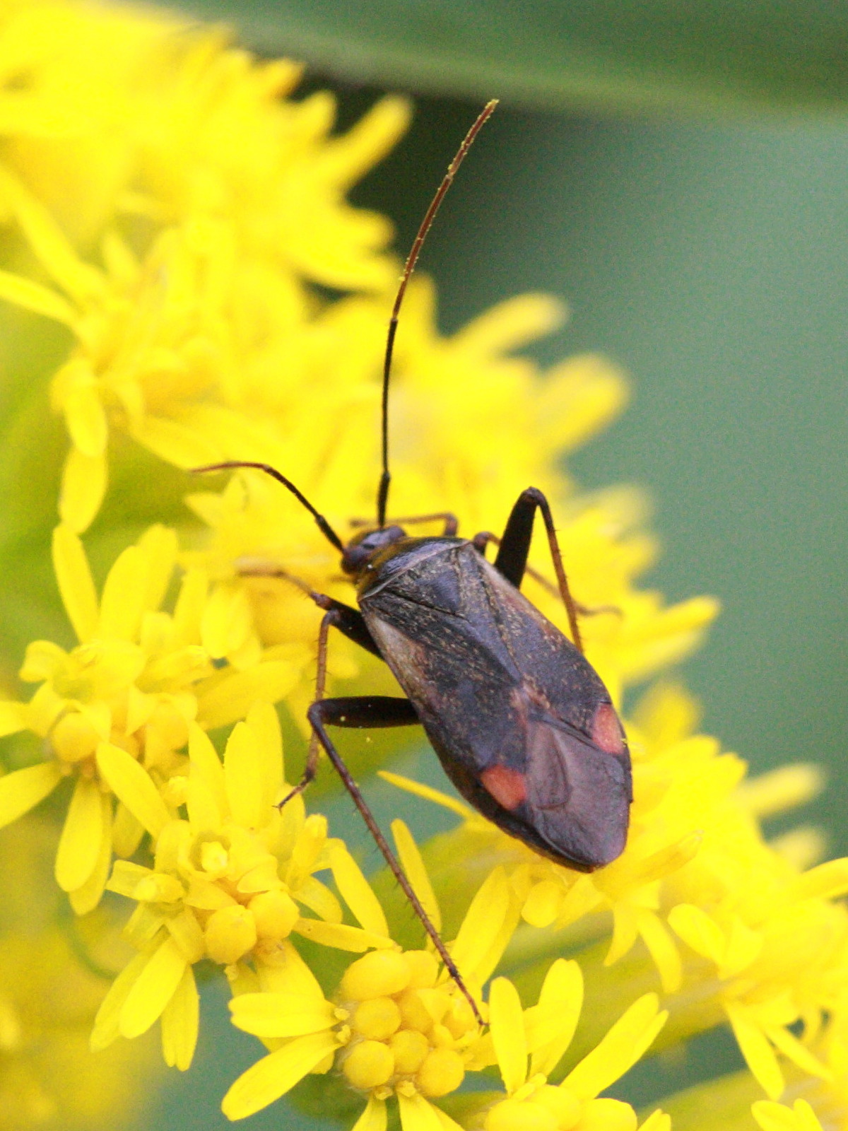adelphocoris_seticornis1bd
