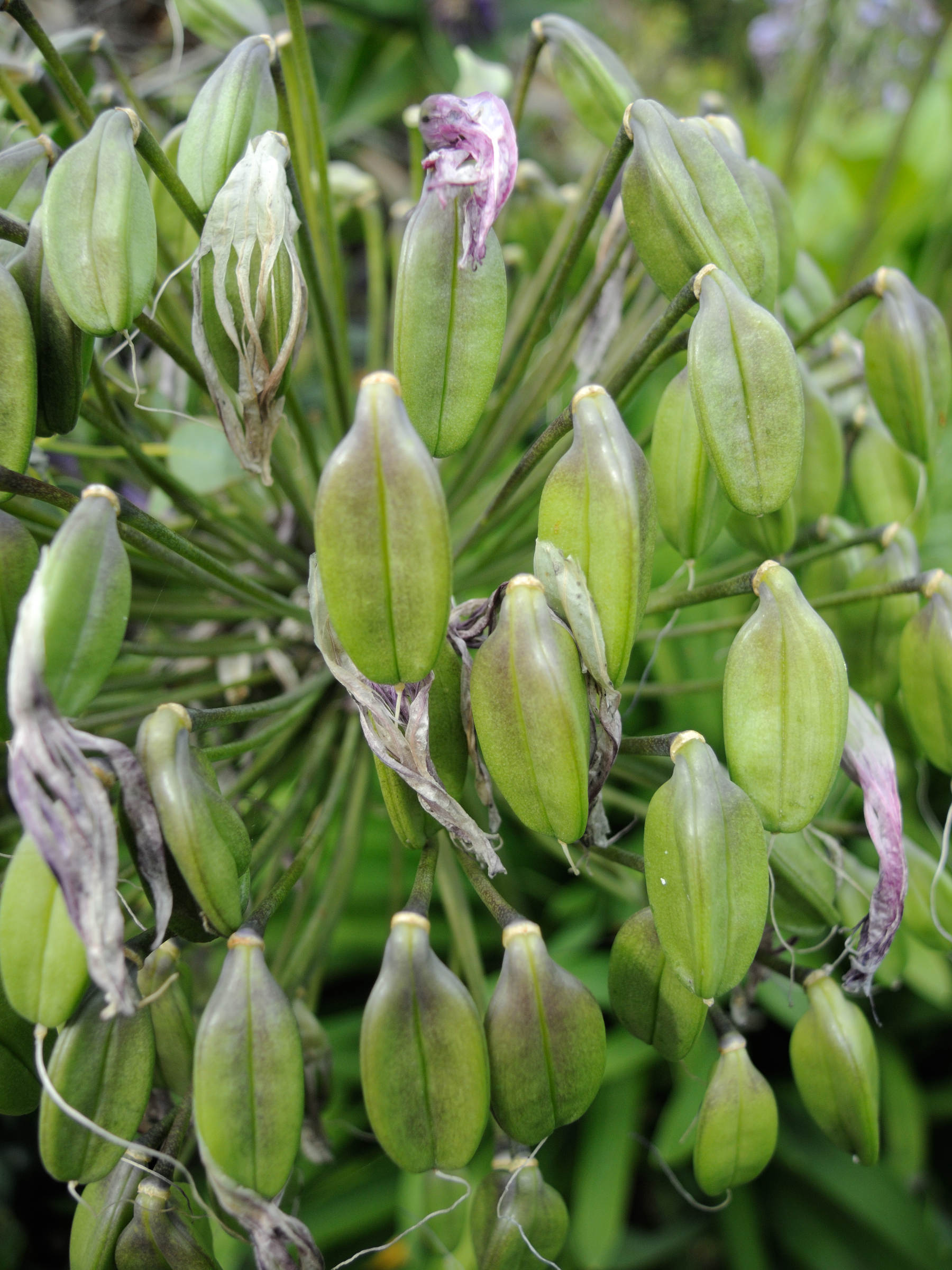 agapanthus_praecox5md
