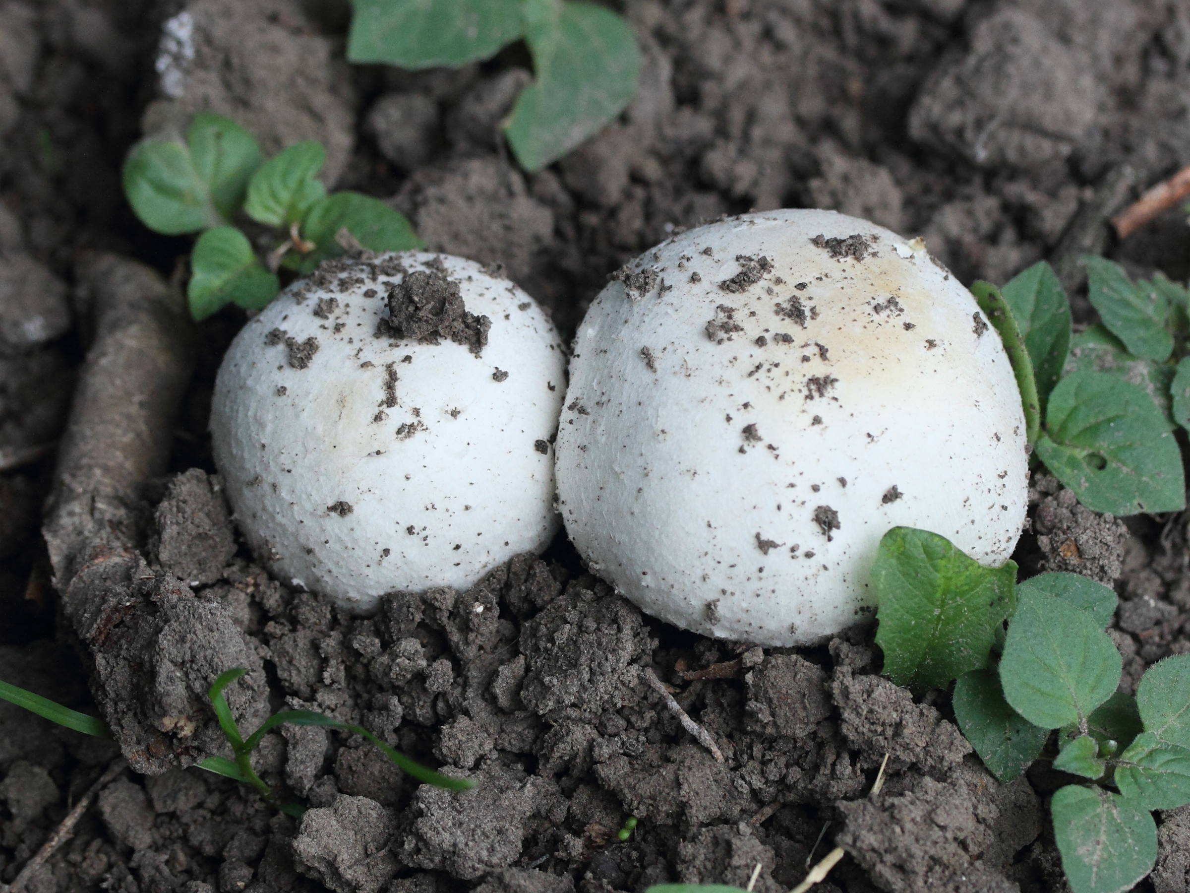 agaricus_silvicola1md