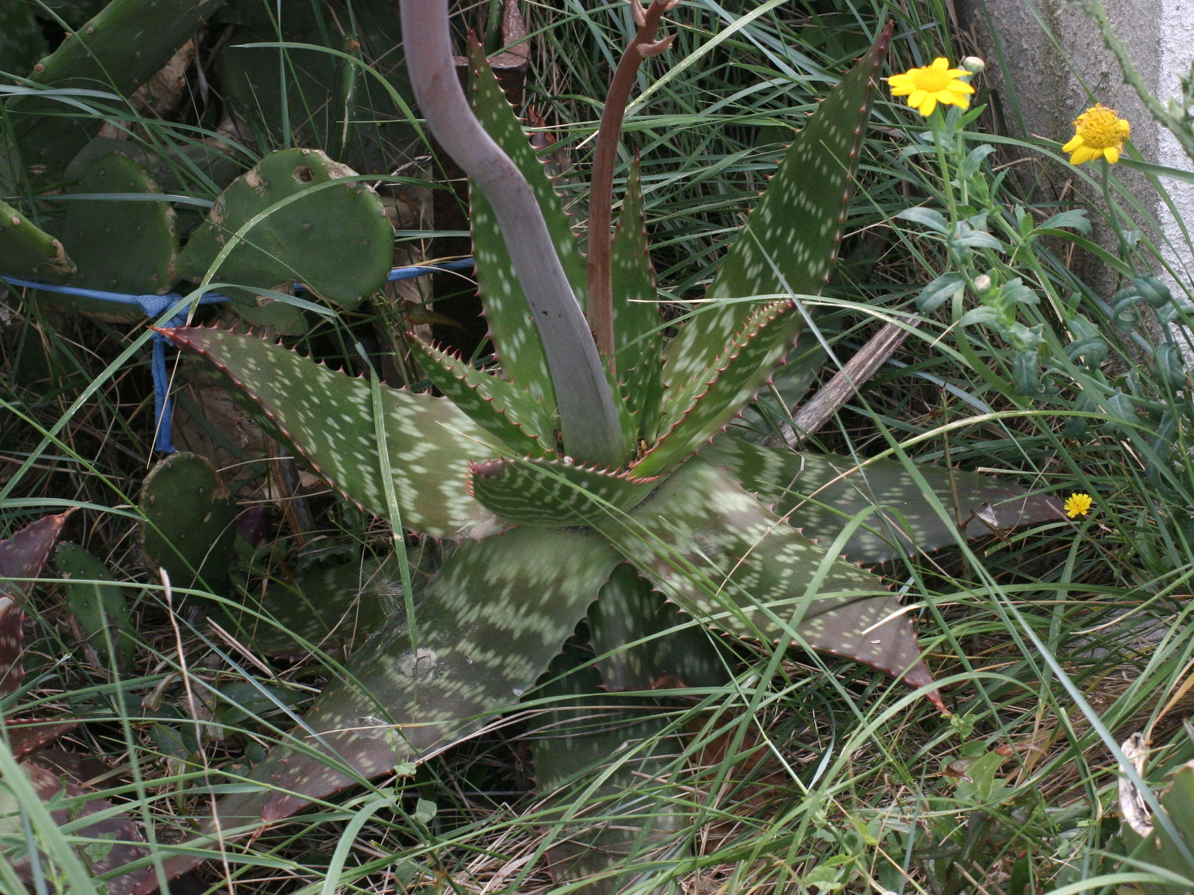 aloe_saponaria3md