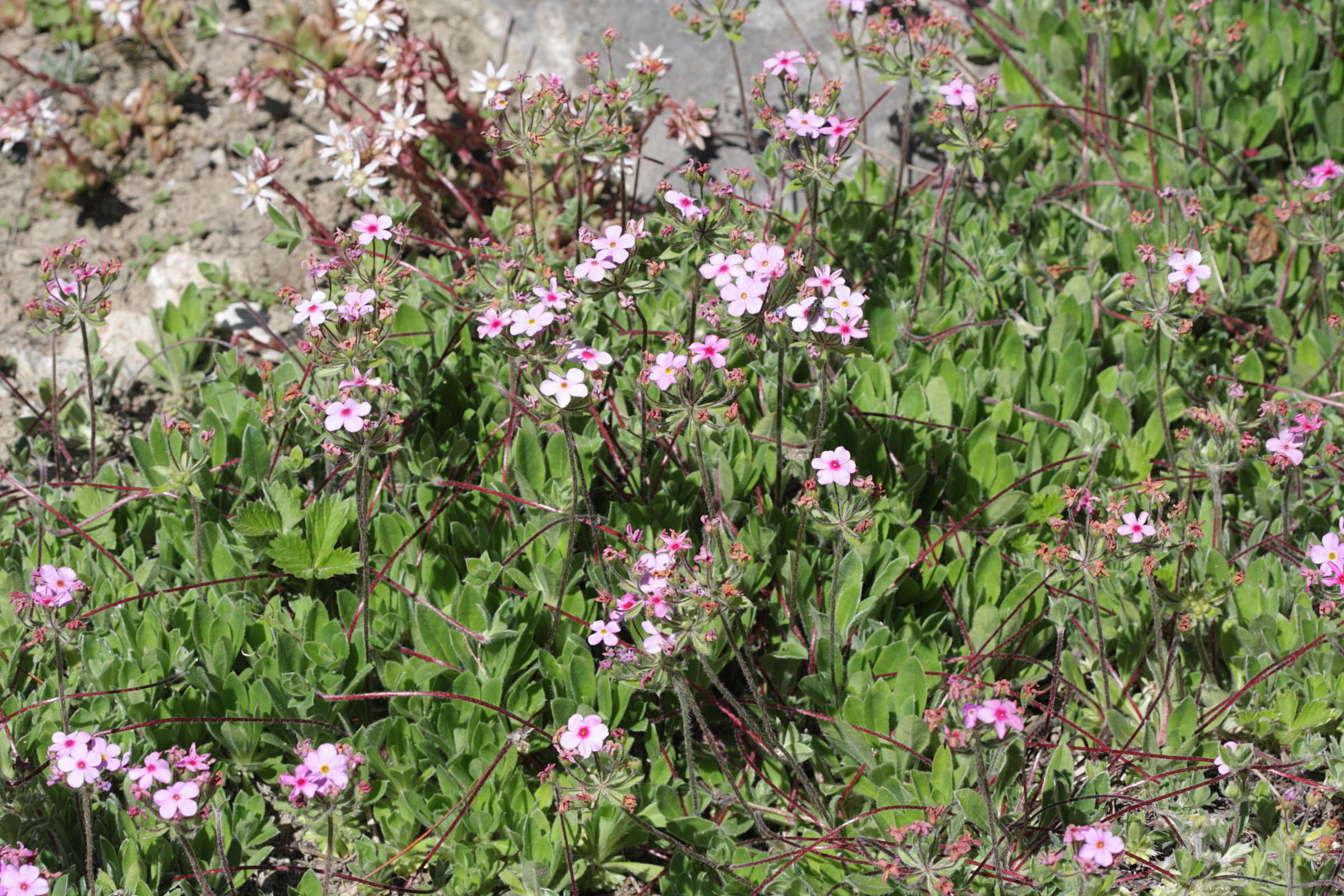 Afficher le média androsace_sarmentosa1bd androsace_sarmentosa1bd