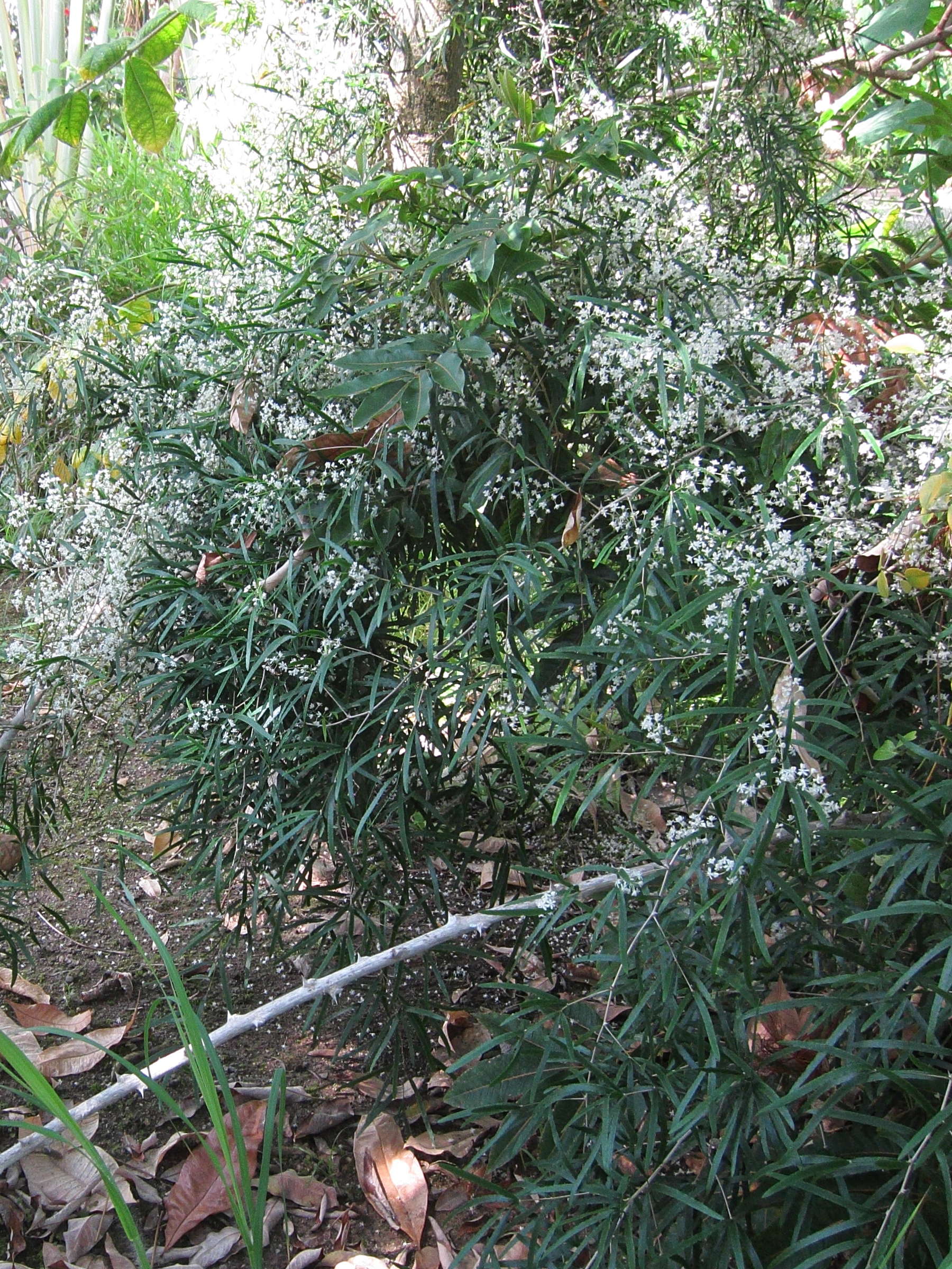 asparagus_falcatus1bd