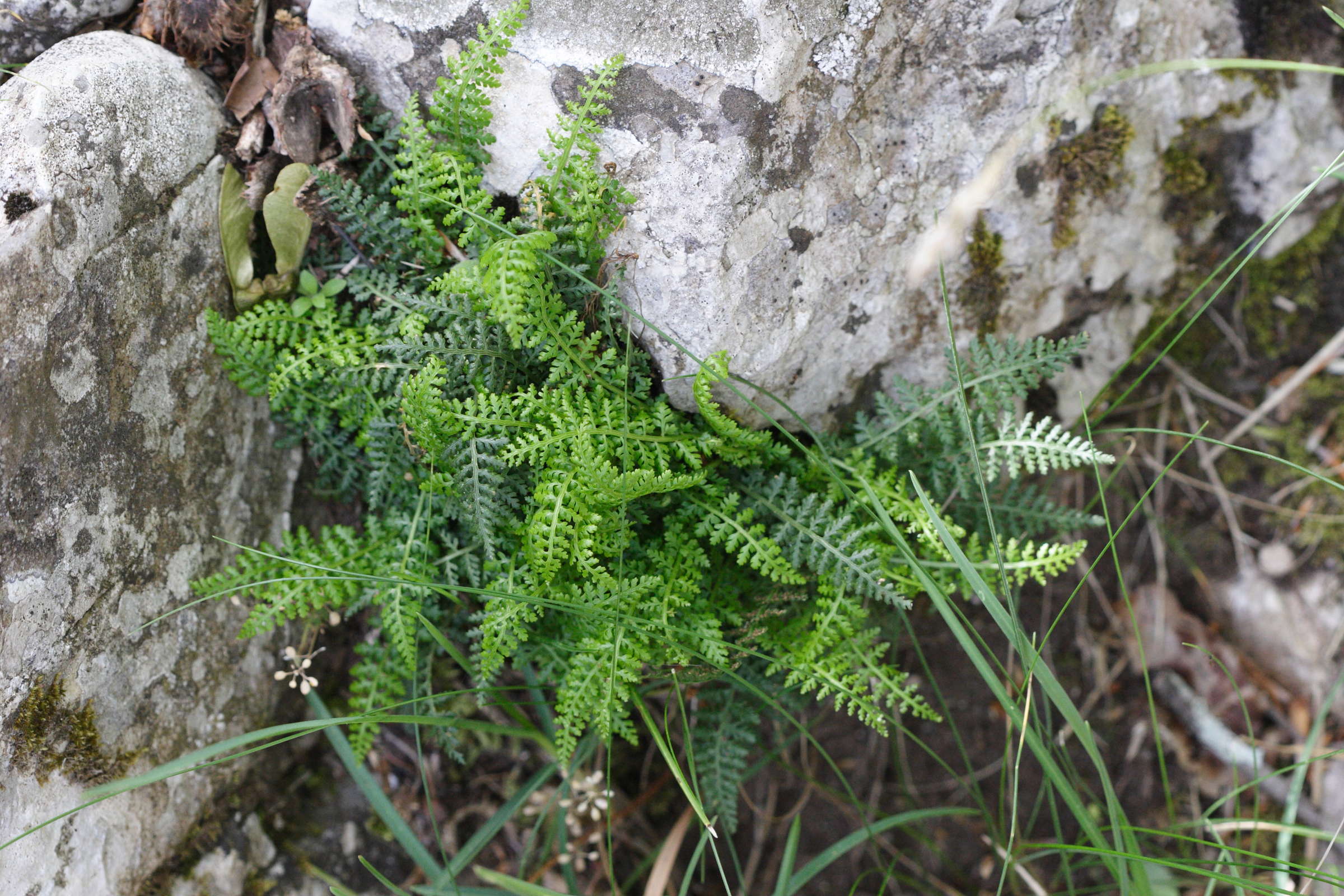 Afficher le média asplenium_fontanum1md asplenium_fontanum1md