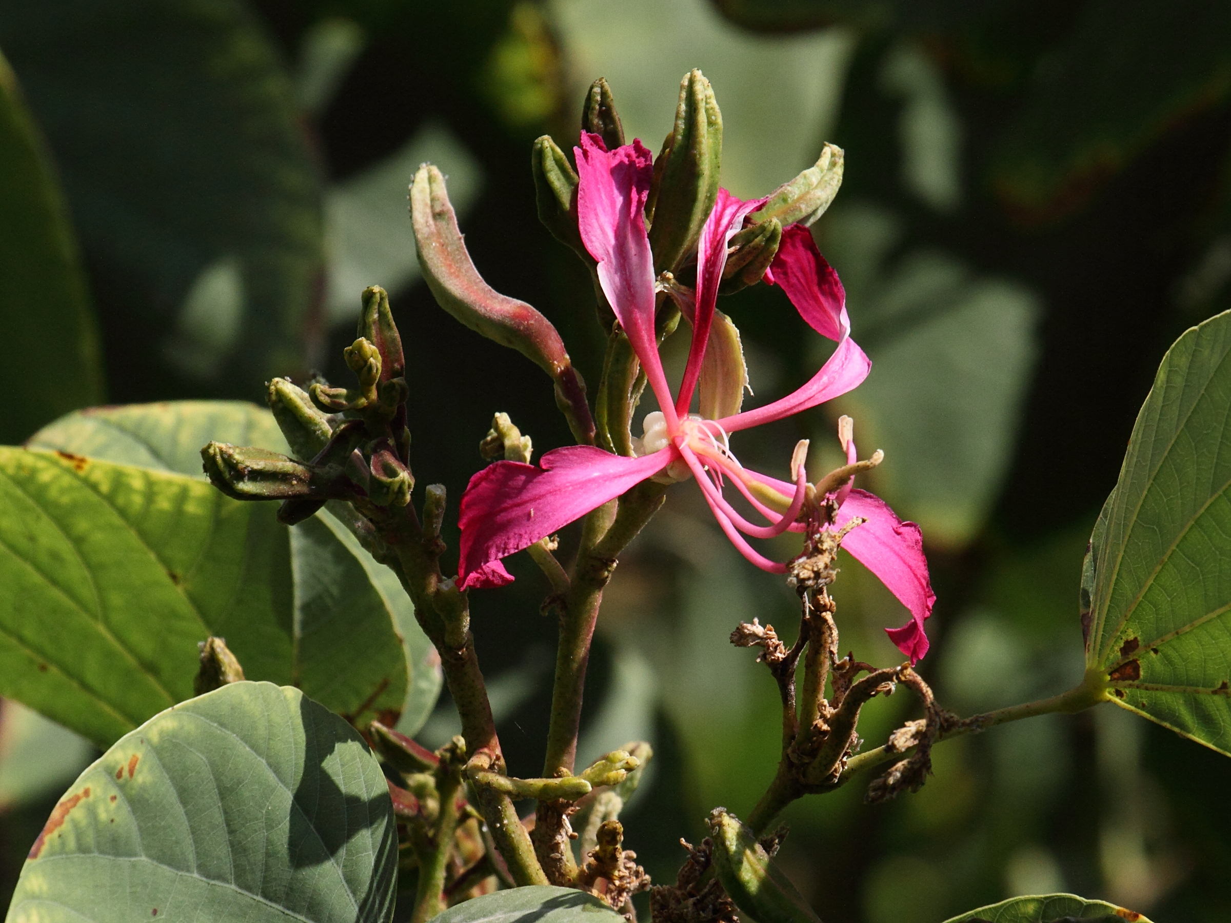bauhinia_purpurea4bd