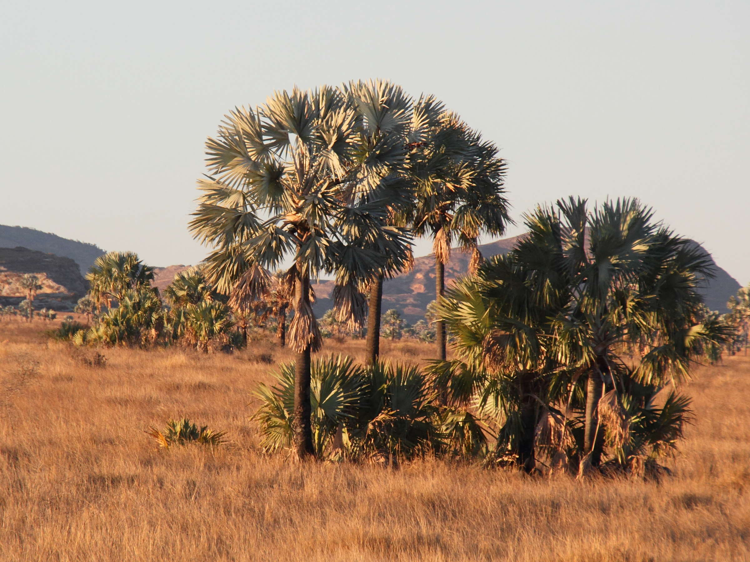 bismarckia_nobilis3md