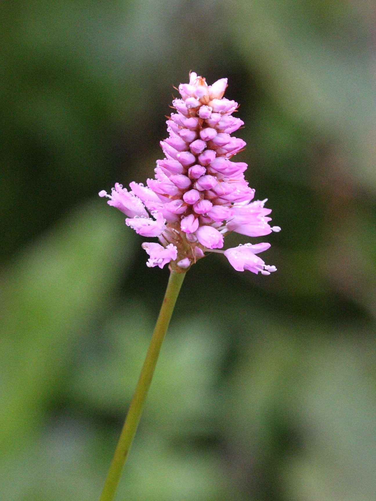 Afficher le média bistorta_officinalis4md bistorta_officinalis4md