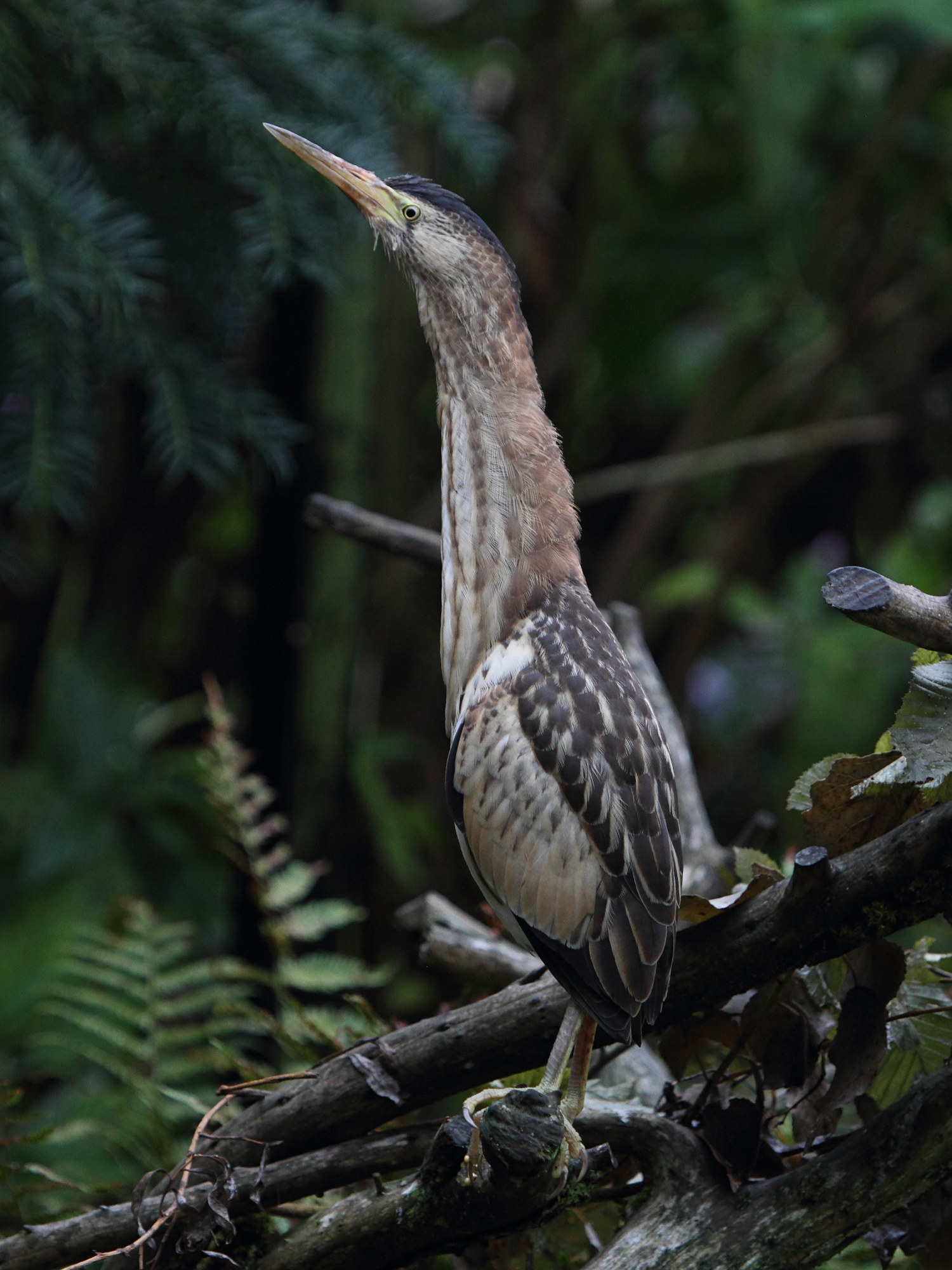 blongios_nain_-_ixobrychus_minutus2bd