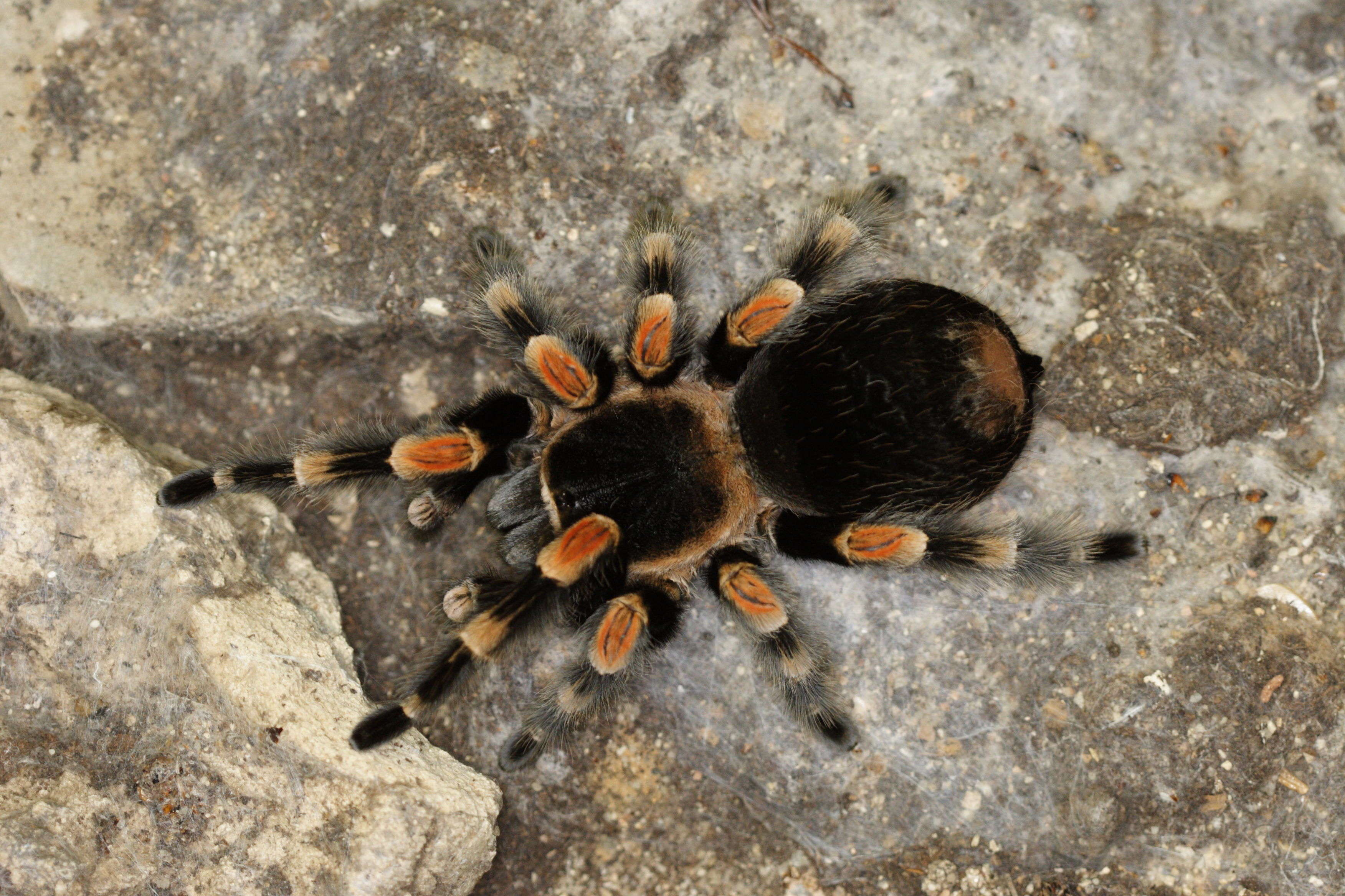brachypelma_smithi6md