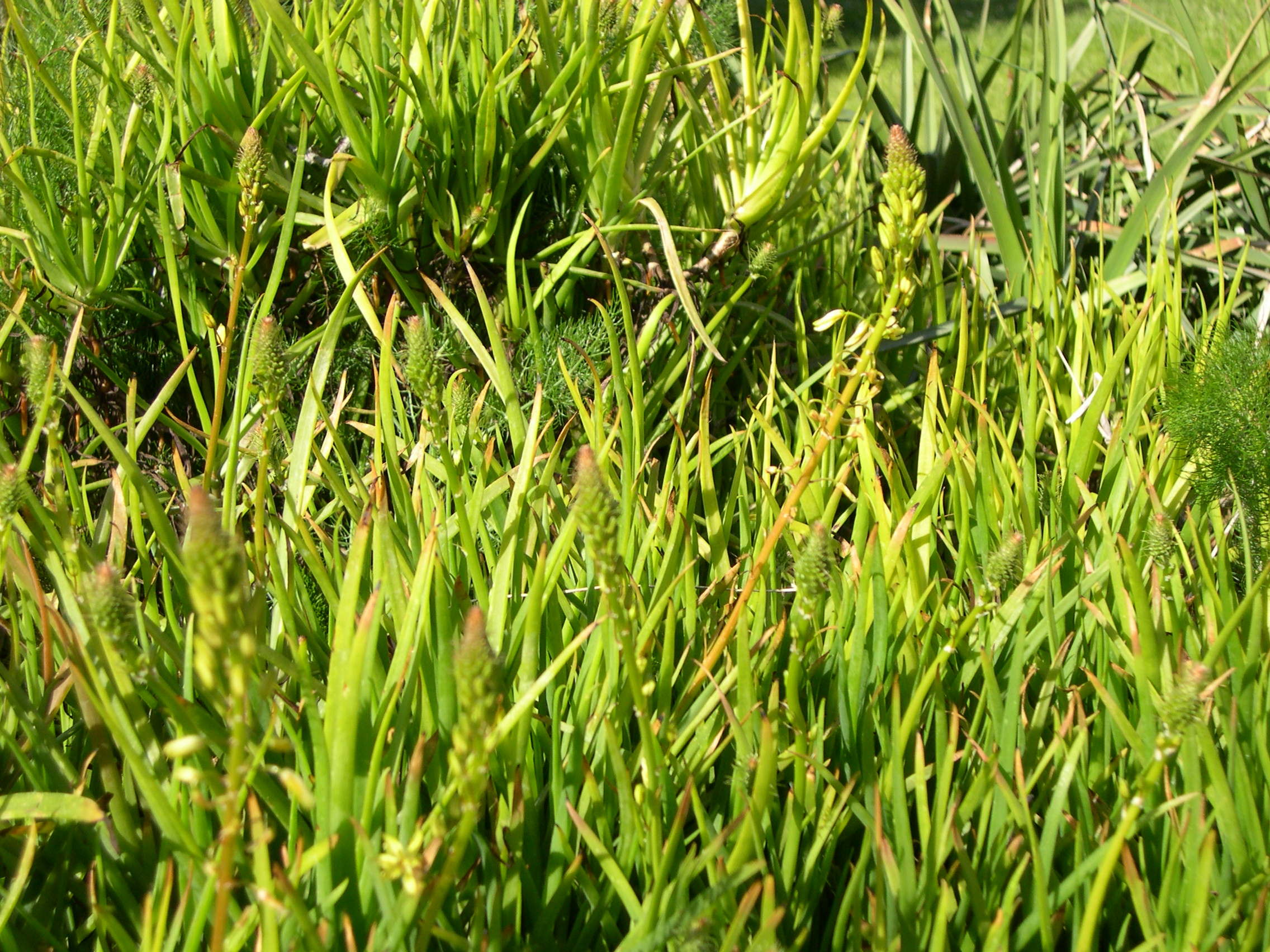 bulbine_frutescens1md