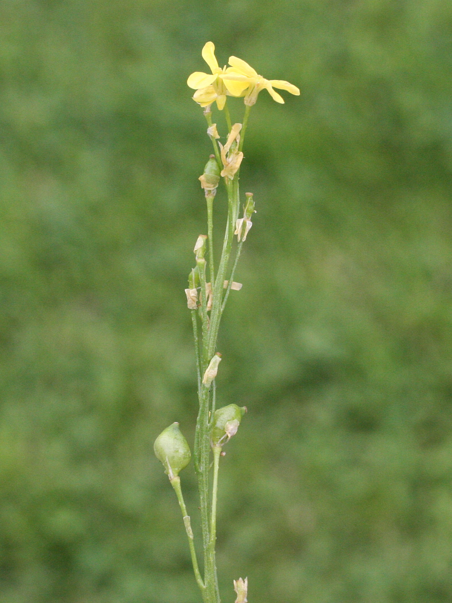 bunias_orientalis2md