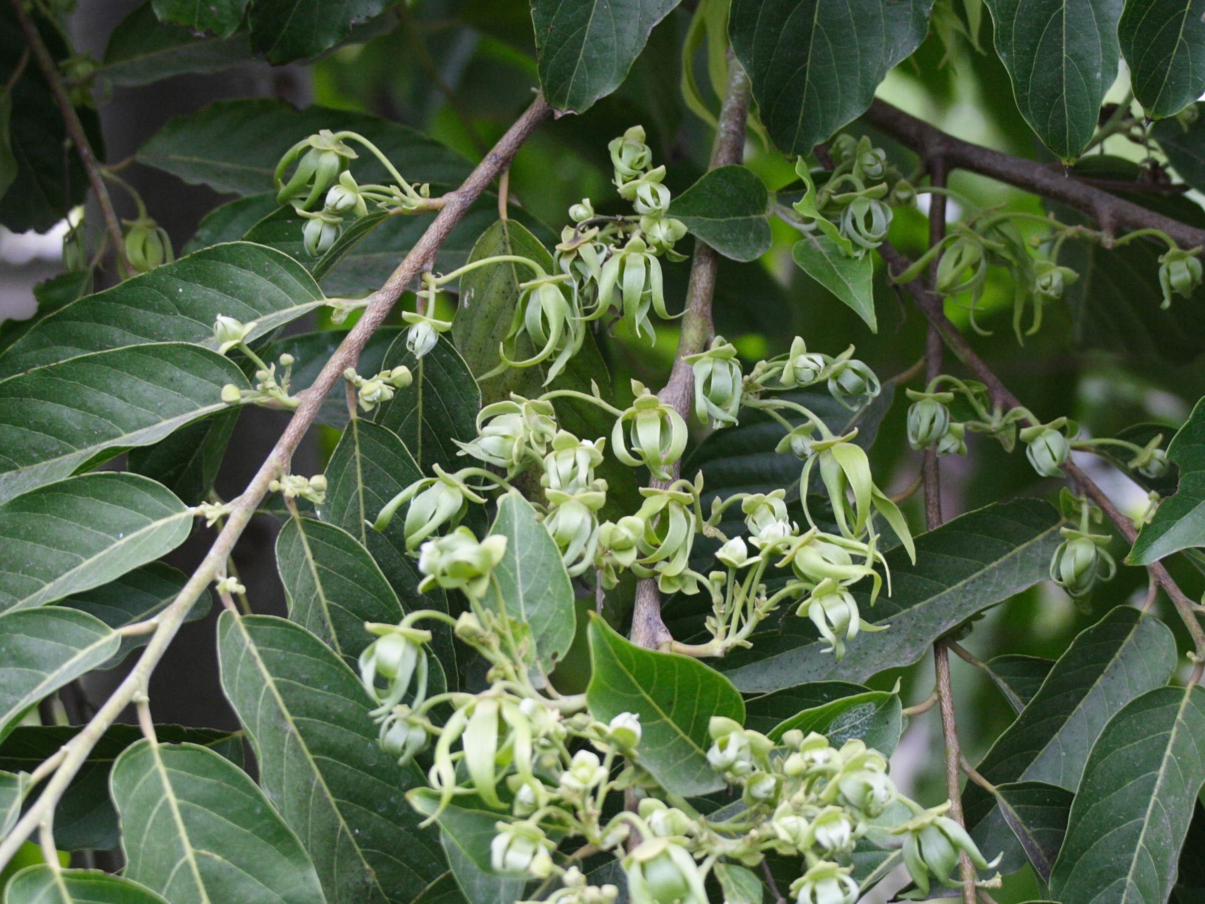 Afficher le média cananga_odorata5md cananga_odorata5md