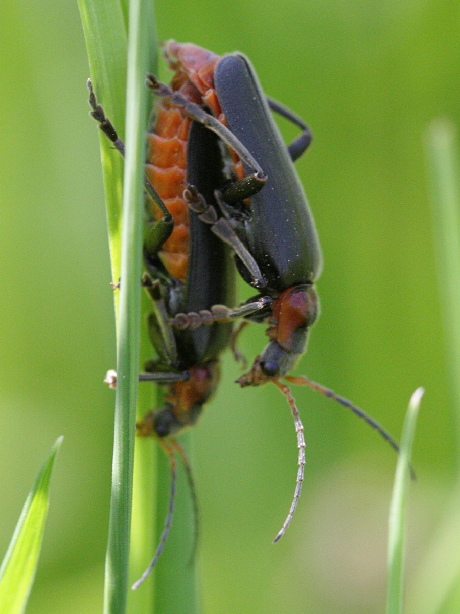 cantharis_fusca2bd