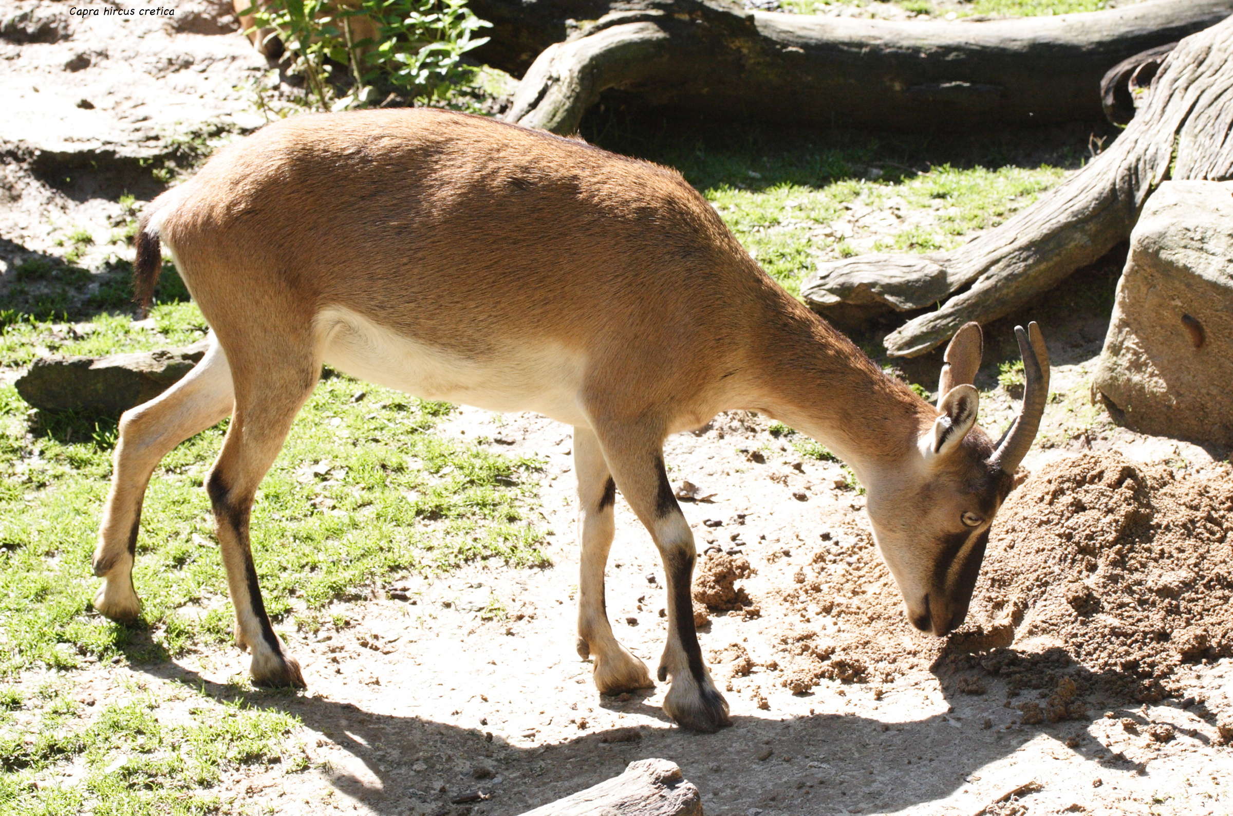 capra_hircus_cretica3md