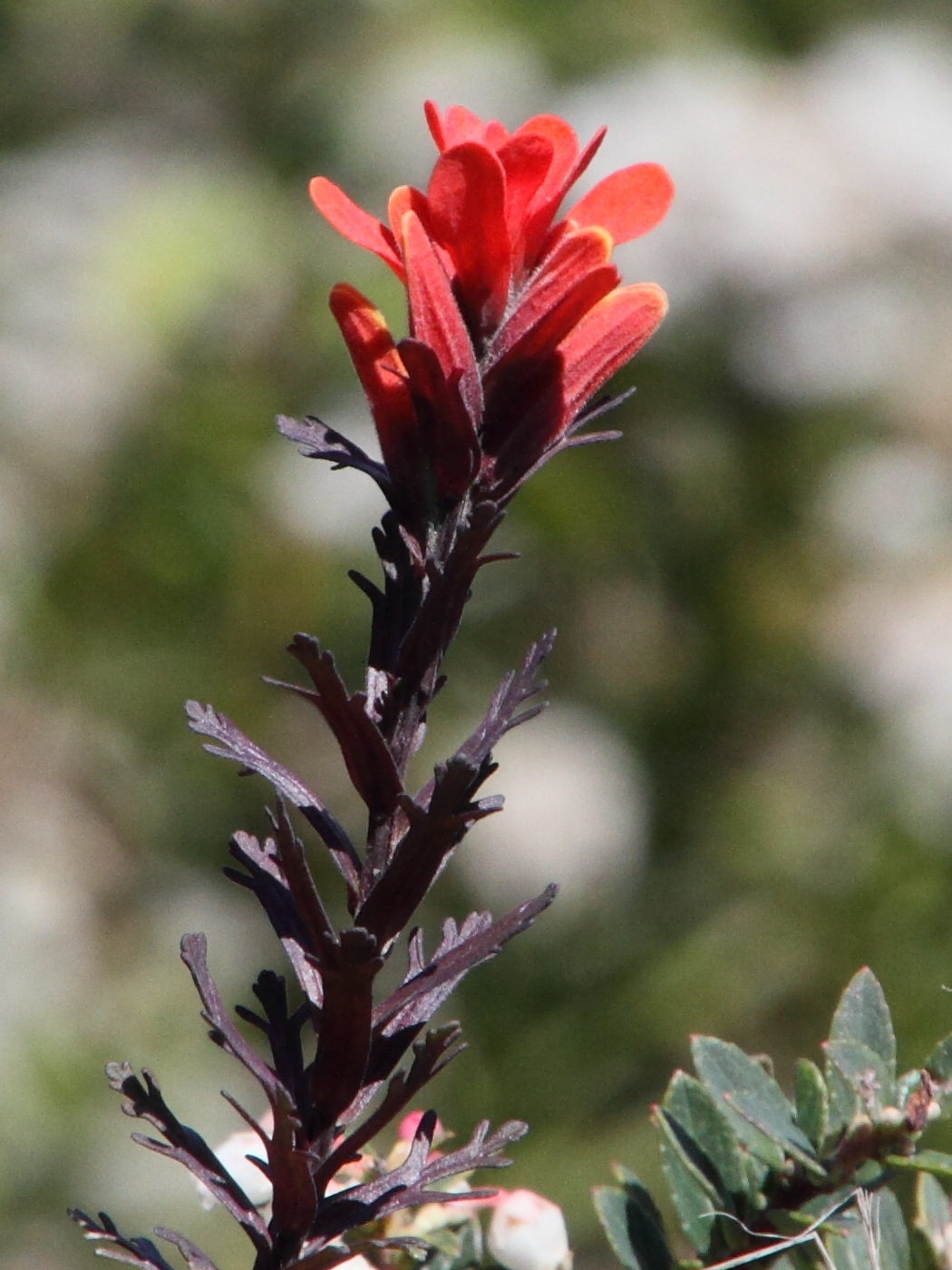 Afficher le média castilleja_irasuensis2md castilleja_irasuensis2md