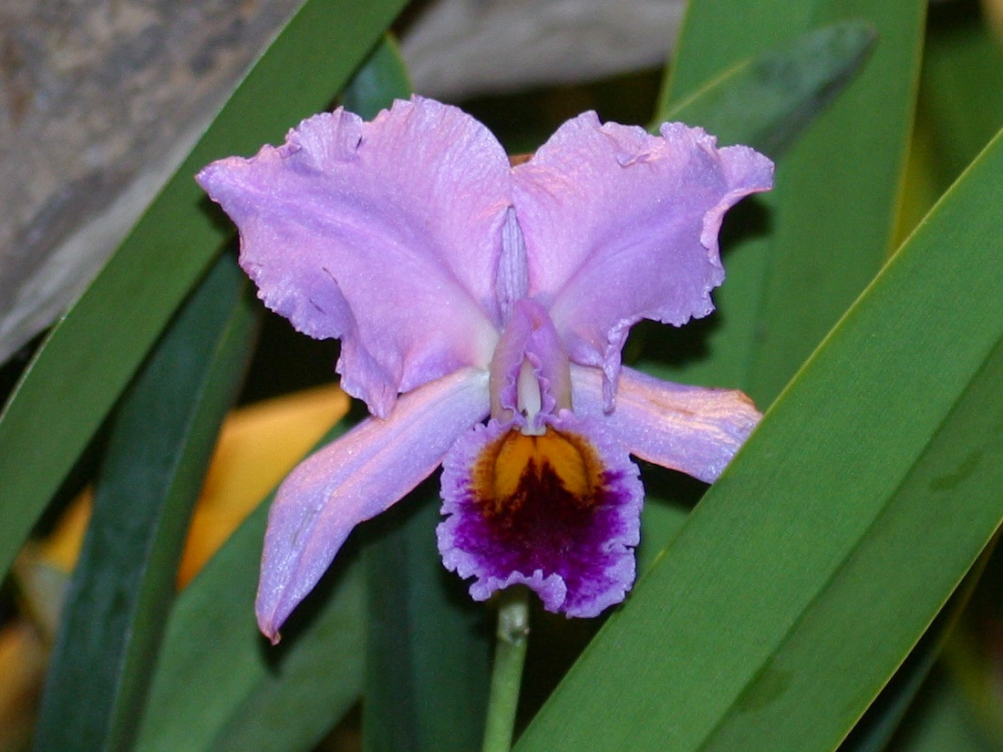 cattleya_percivaliana2bd