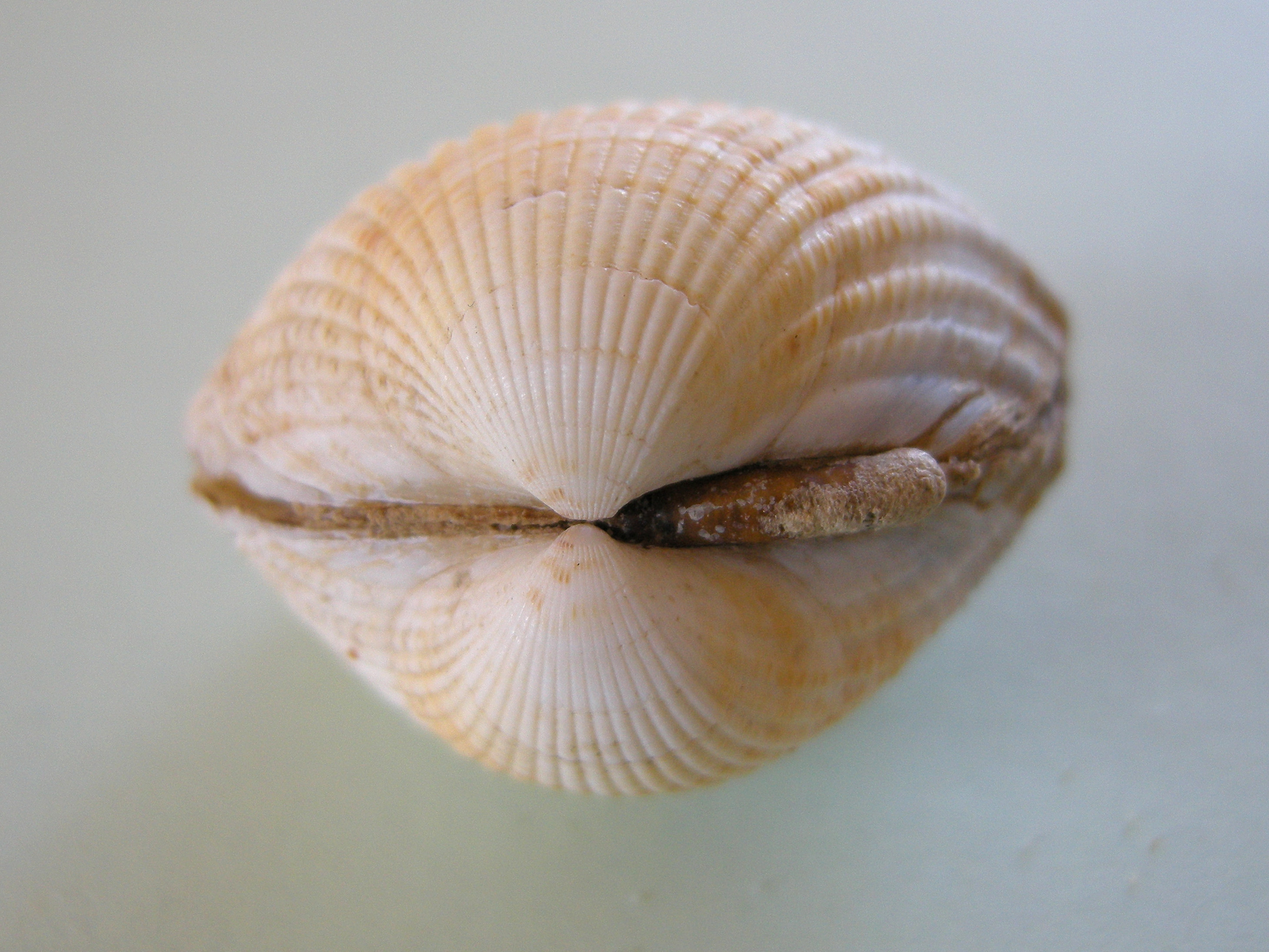 cerastoderma_edule3md